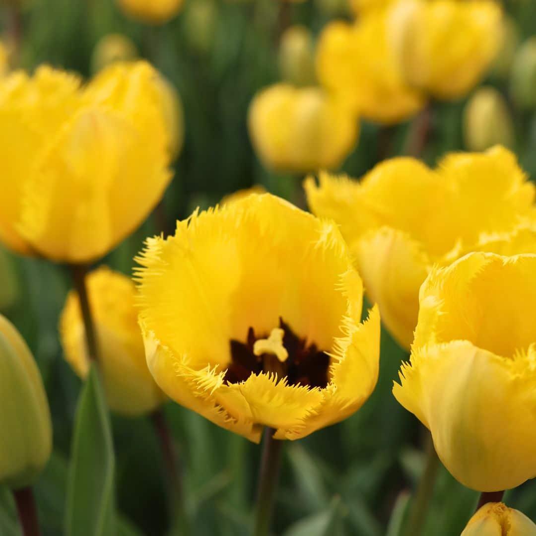 Flowerbulbs amsterdam Yellow Splash - 30 bloembollen - Maat 12+ (8720938490361)