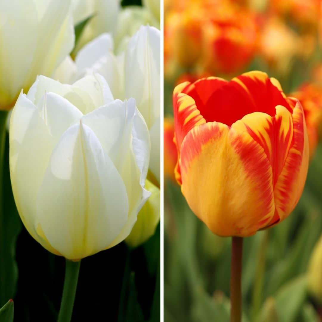 Flowerbulbs amsterdam Nadine's Happiness - 30 bloembollen - Maat 12+ (8720938490347)