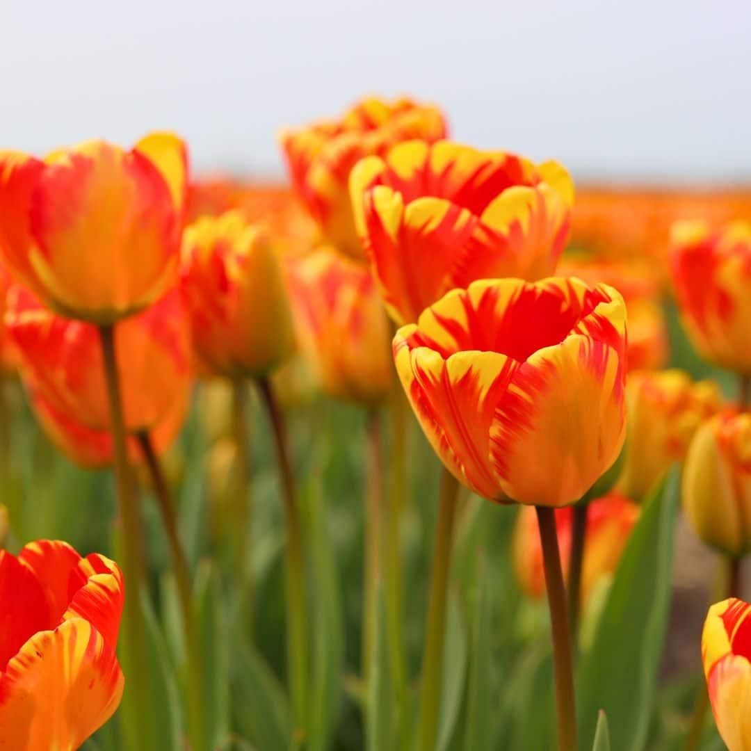 Flowerbulbs amsterdam Nadine's Happiness - 30 bloembollen - Maat 12+ (8720938490347)
