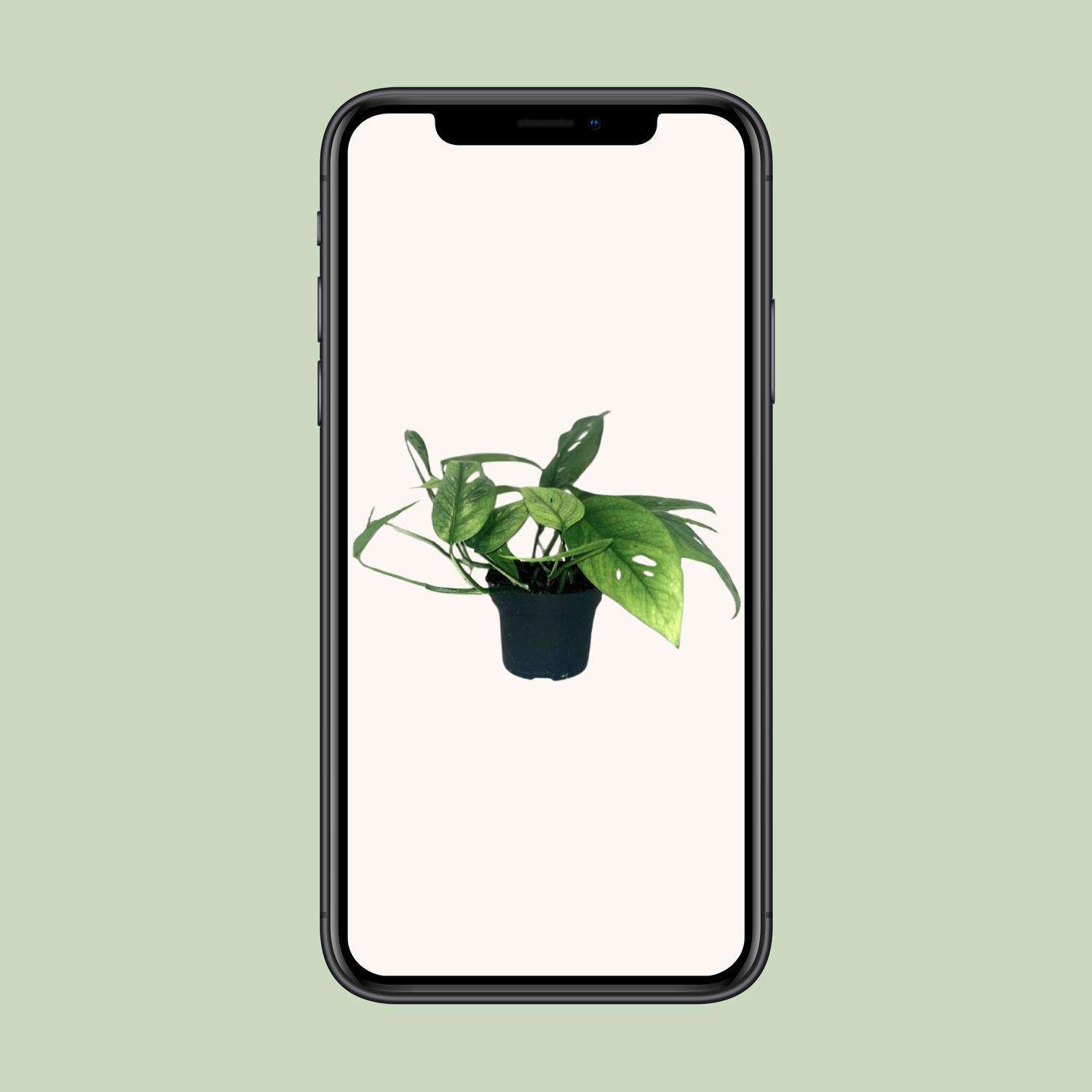 Epipremnum Cebu Blue (12464)