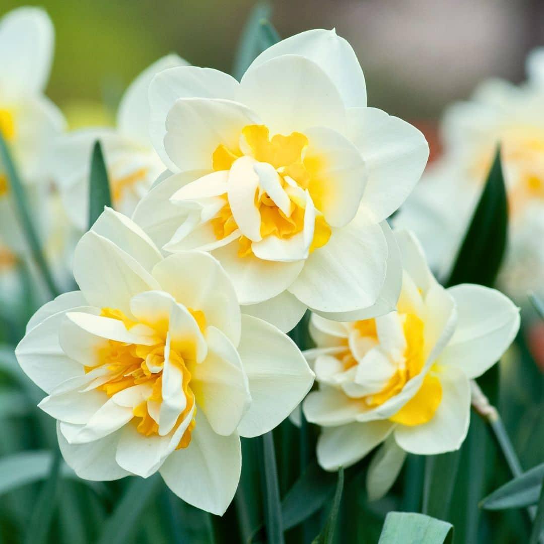 Flowerbulbs amsterdam Salou - 10 bloembollen - Maat 12/14 (8720938490125)