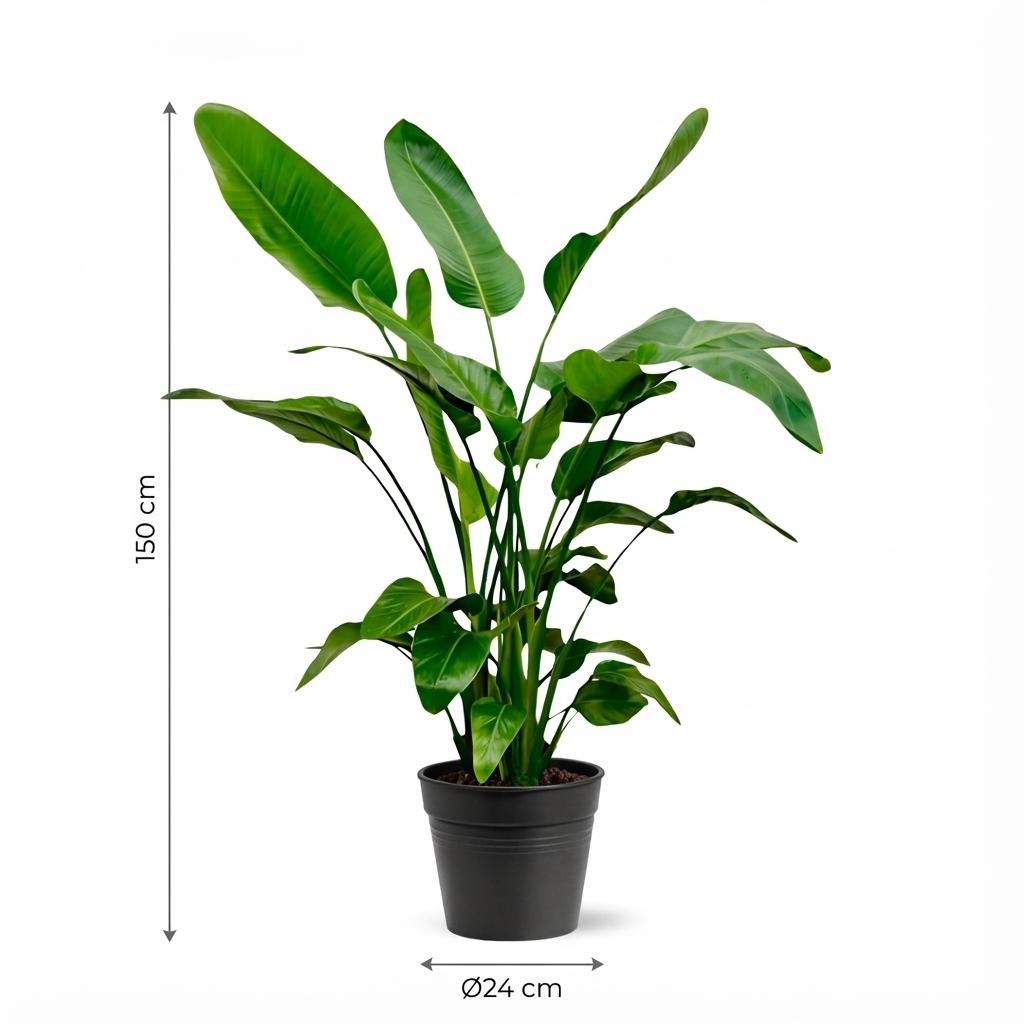Strelitzia Nicolai (8721055691952)