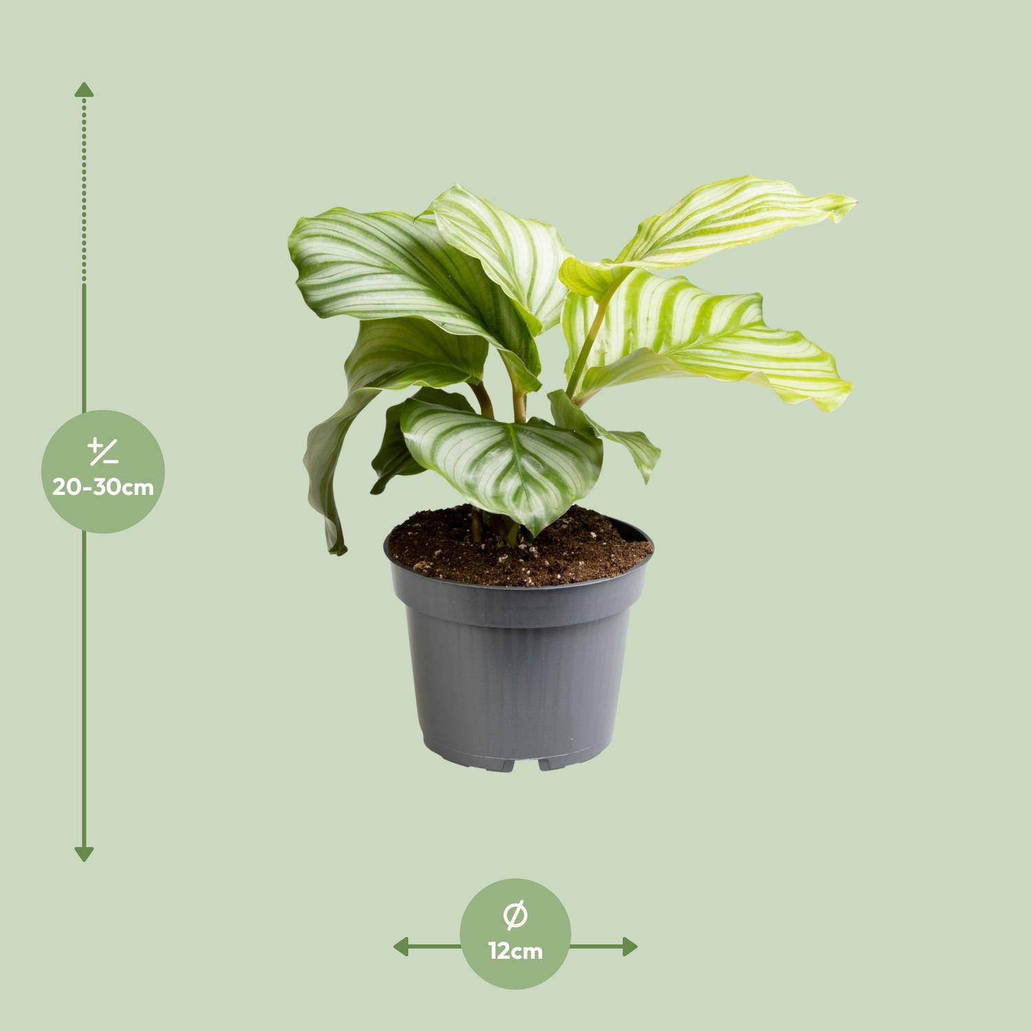 Calathea Orbifolia (13723)