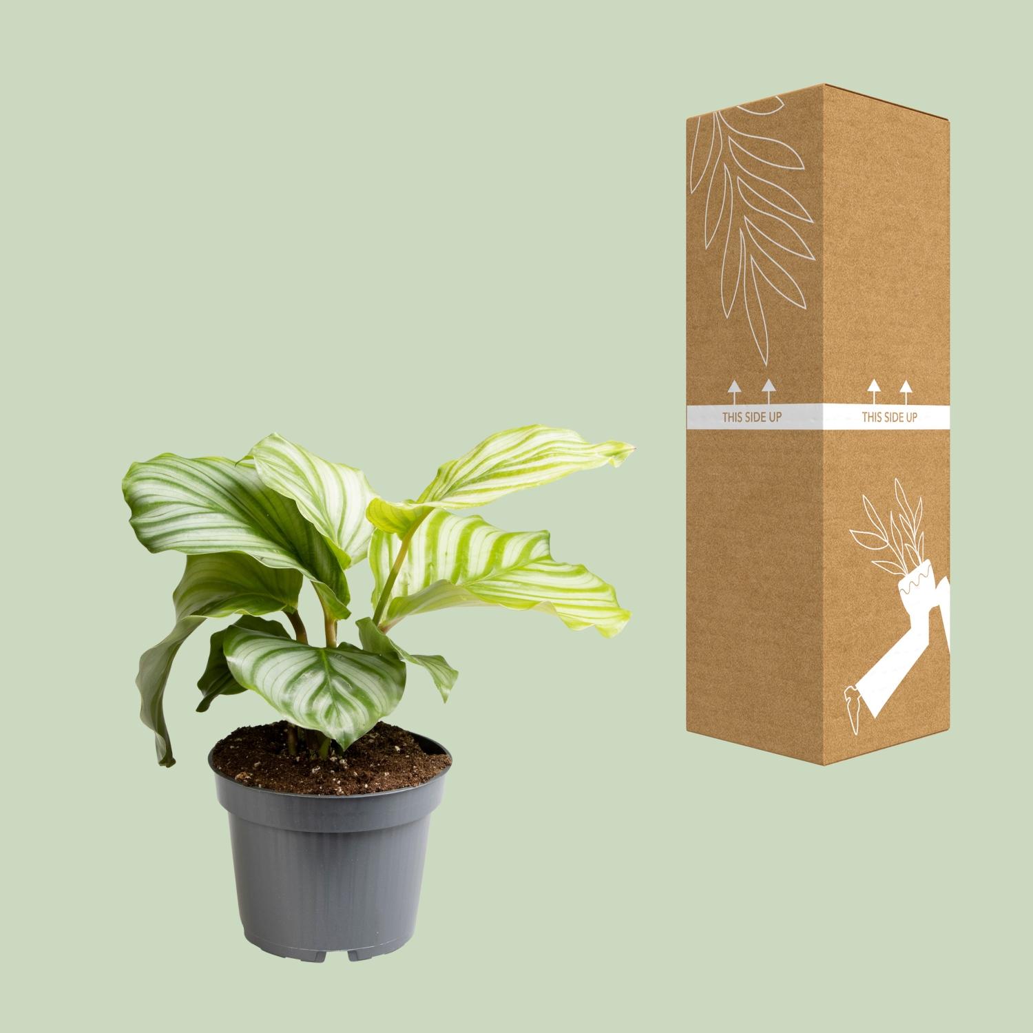 Calathea Orbifolia (13723)