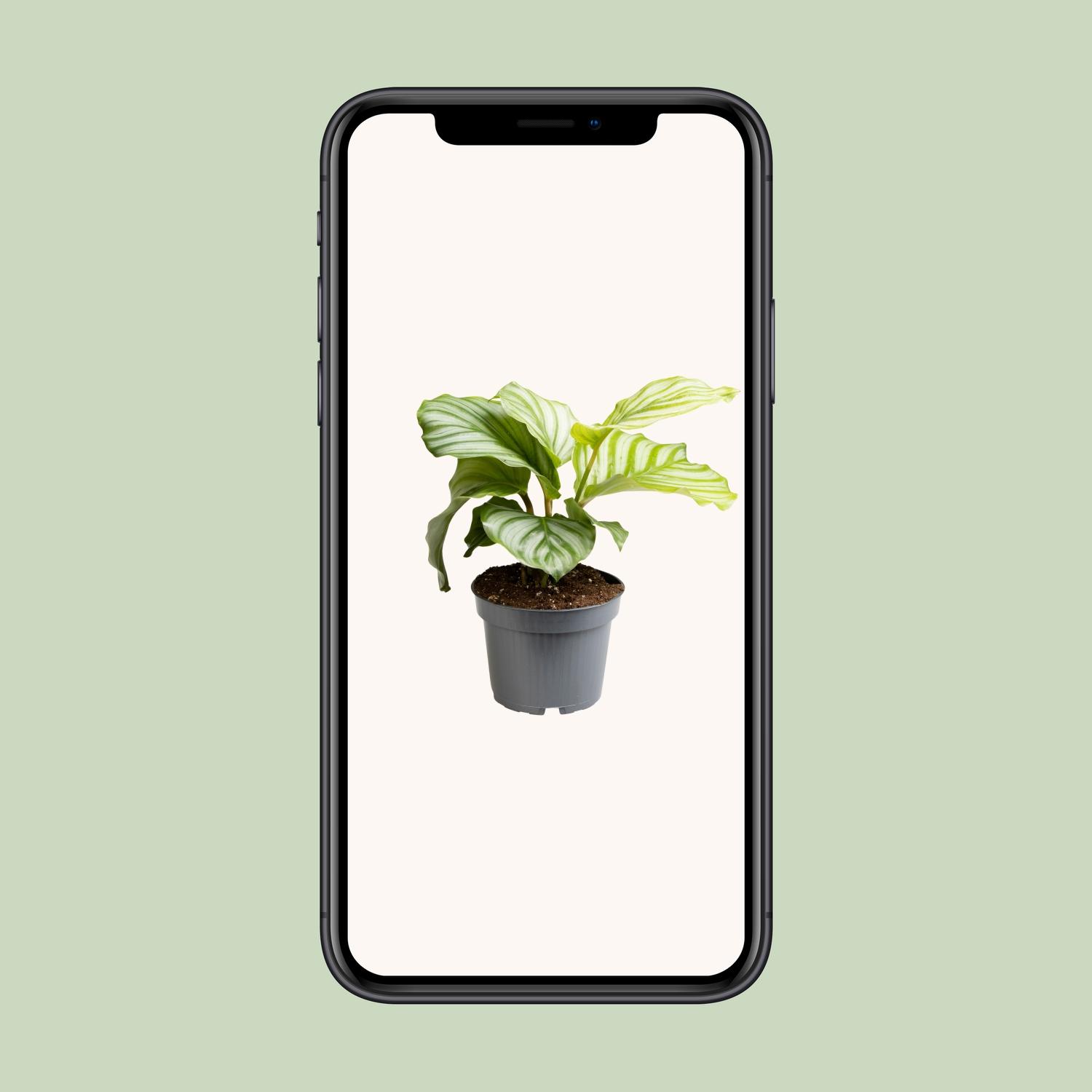 Calathea Orbifolia (13723)