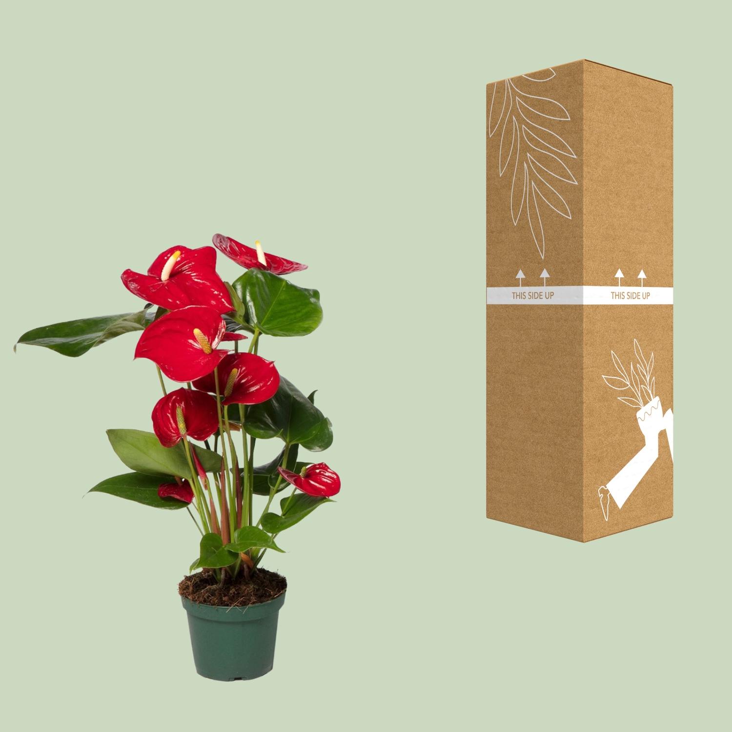 Anthurium Red (8720634285438)
