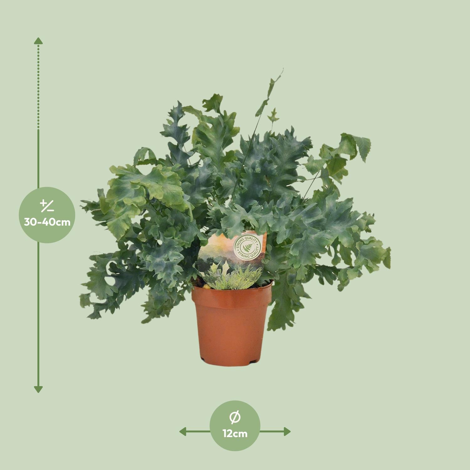 Phlebodium Davana (9921)