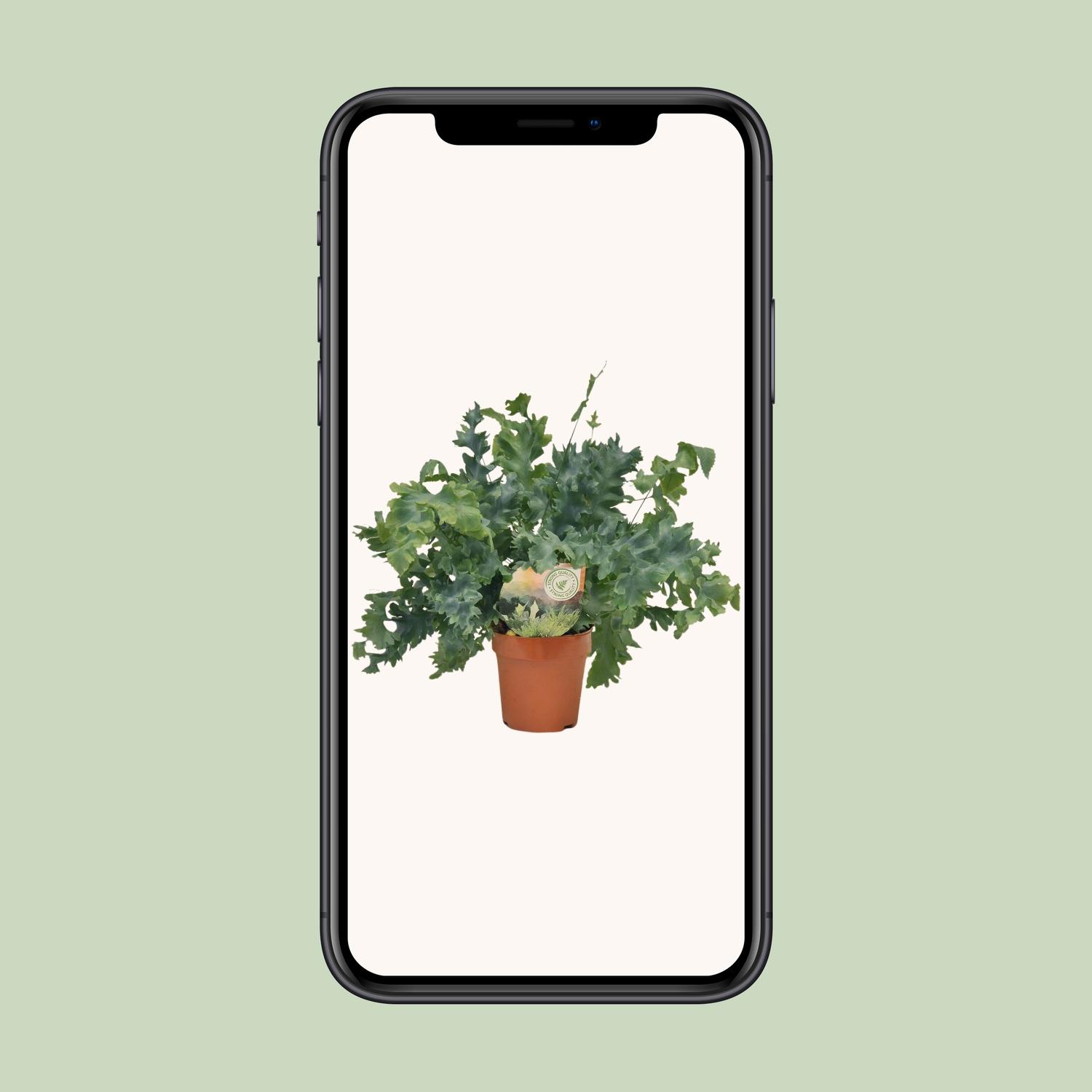 Phlebodium Davana (9921)