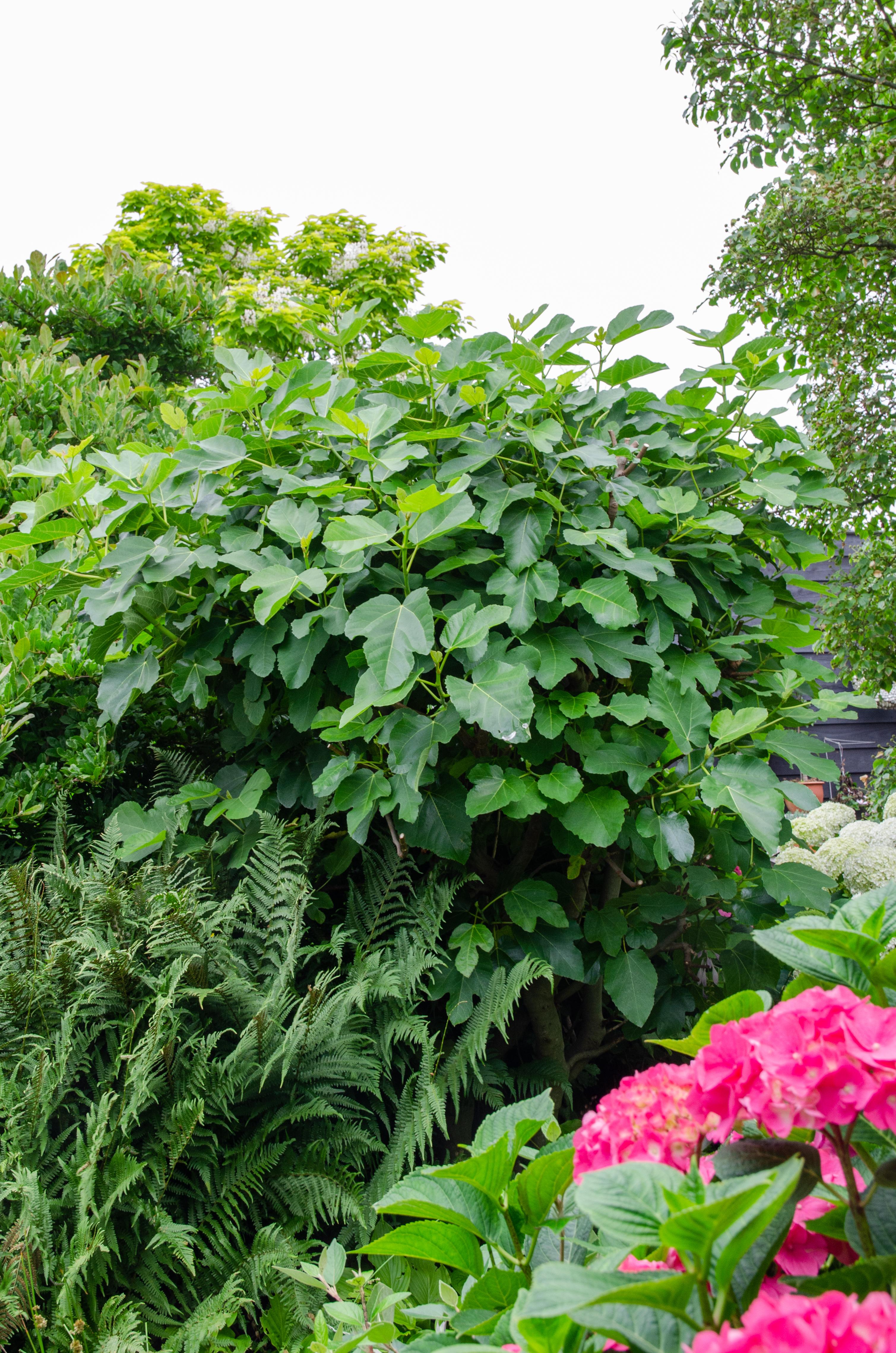 Hoogeveen Ficus Gustissimo Perretta - Ø13 - ↨45cm (8719497267545)