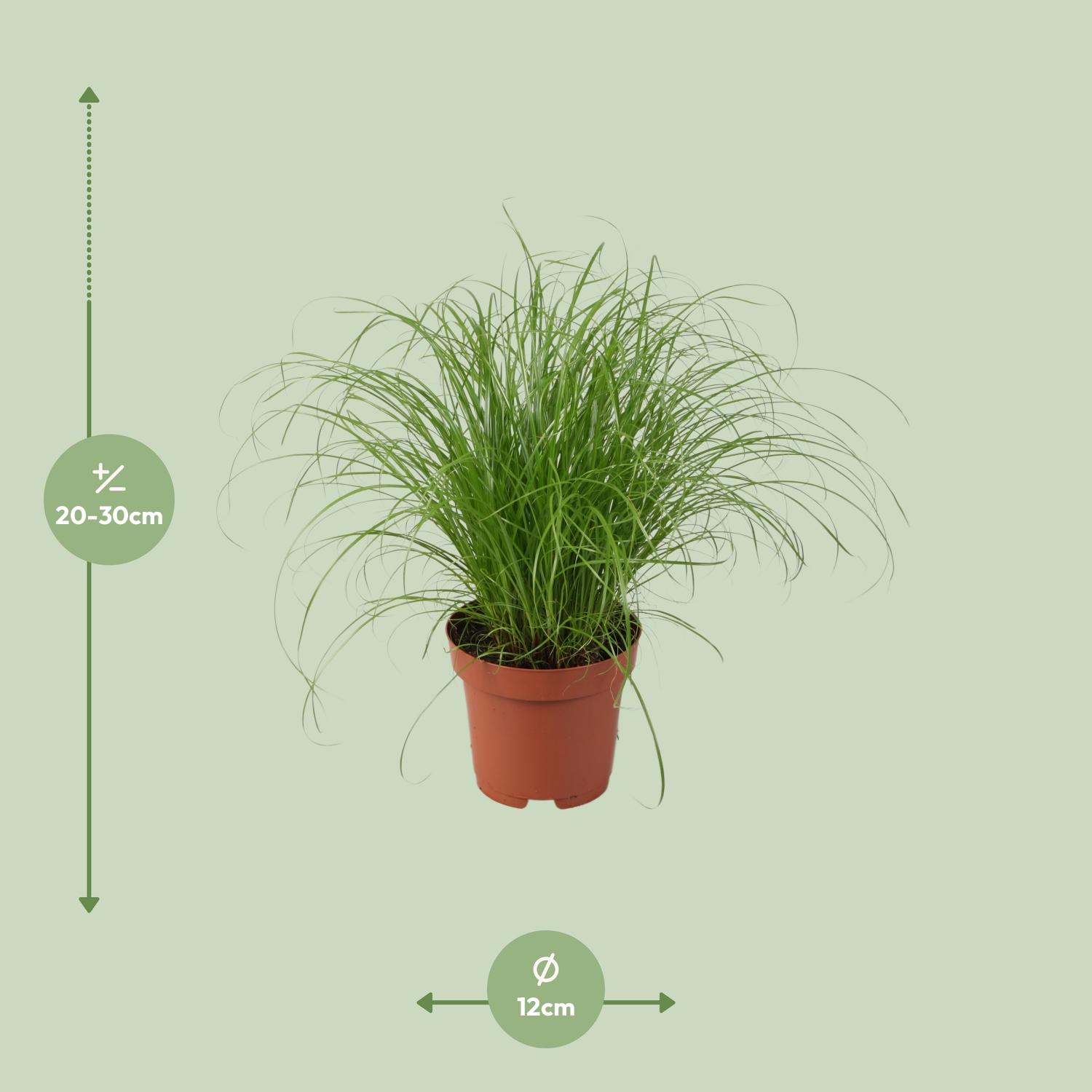 Cyperus Alternifolius Zumula (9931)