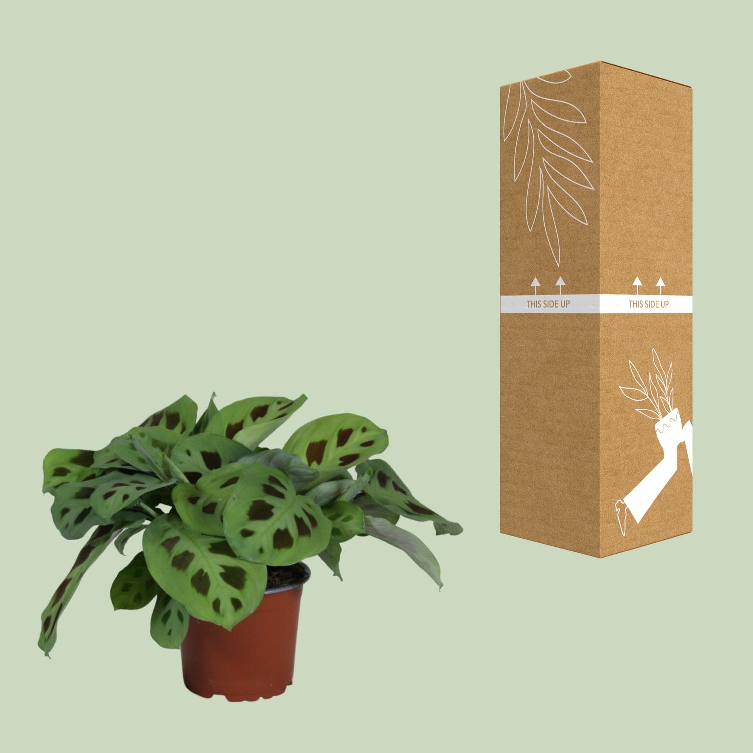 PROMO - Maranta Leuconeura Kerchoveana (9939)