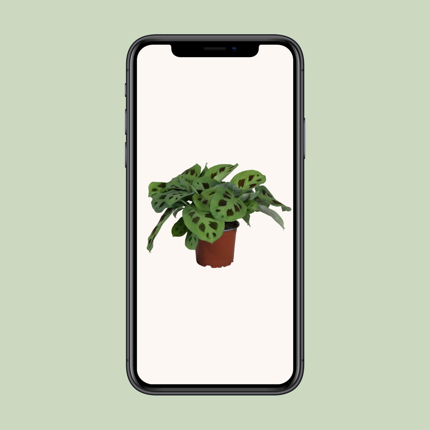 PROMO - Maranta Leuconeura Kerchoveana (9939)