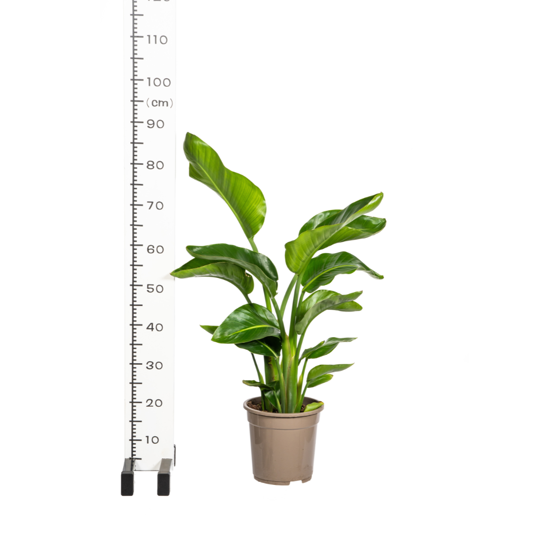 Strelitzia Nicolai Ø21cm - ↕90 (4250308316815)