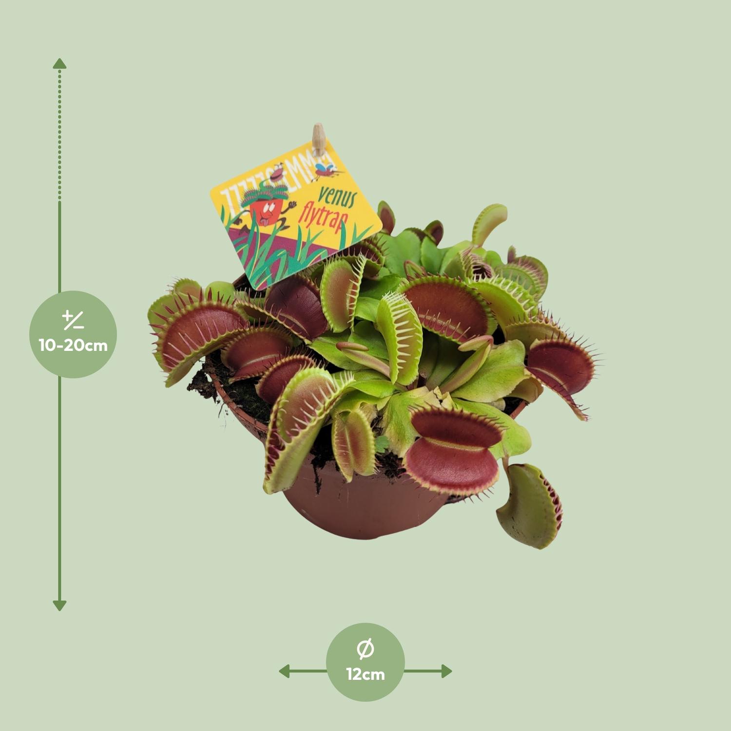 Dionaea Muscipula (13064)