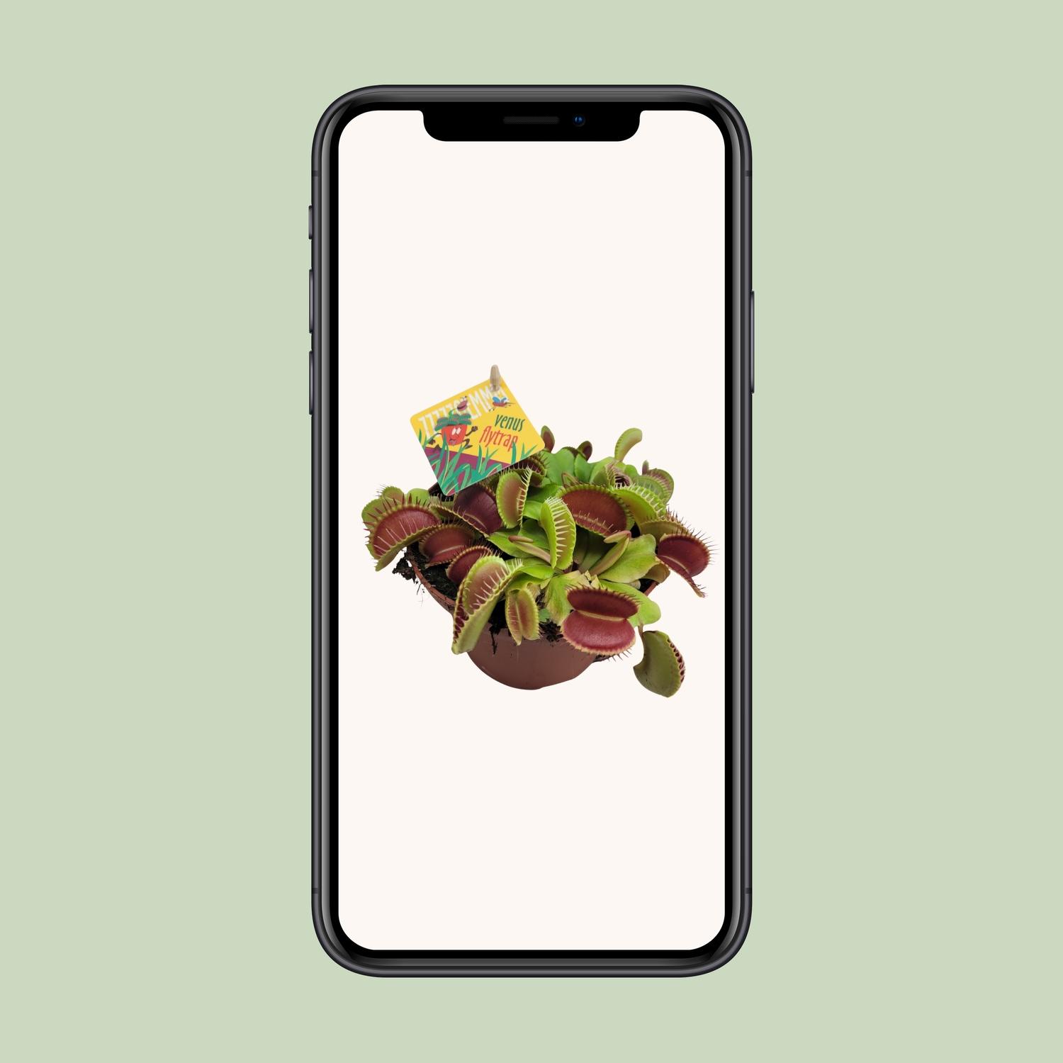 Dionaea Muscipula (13064)