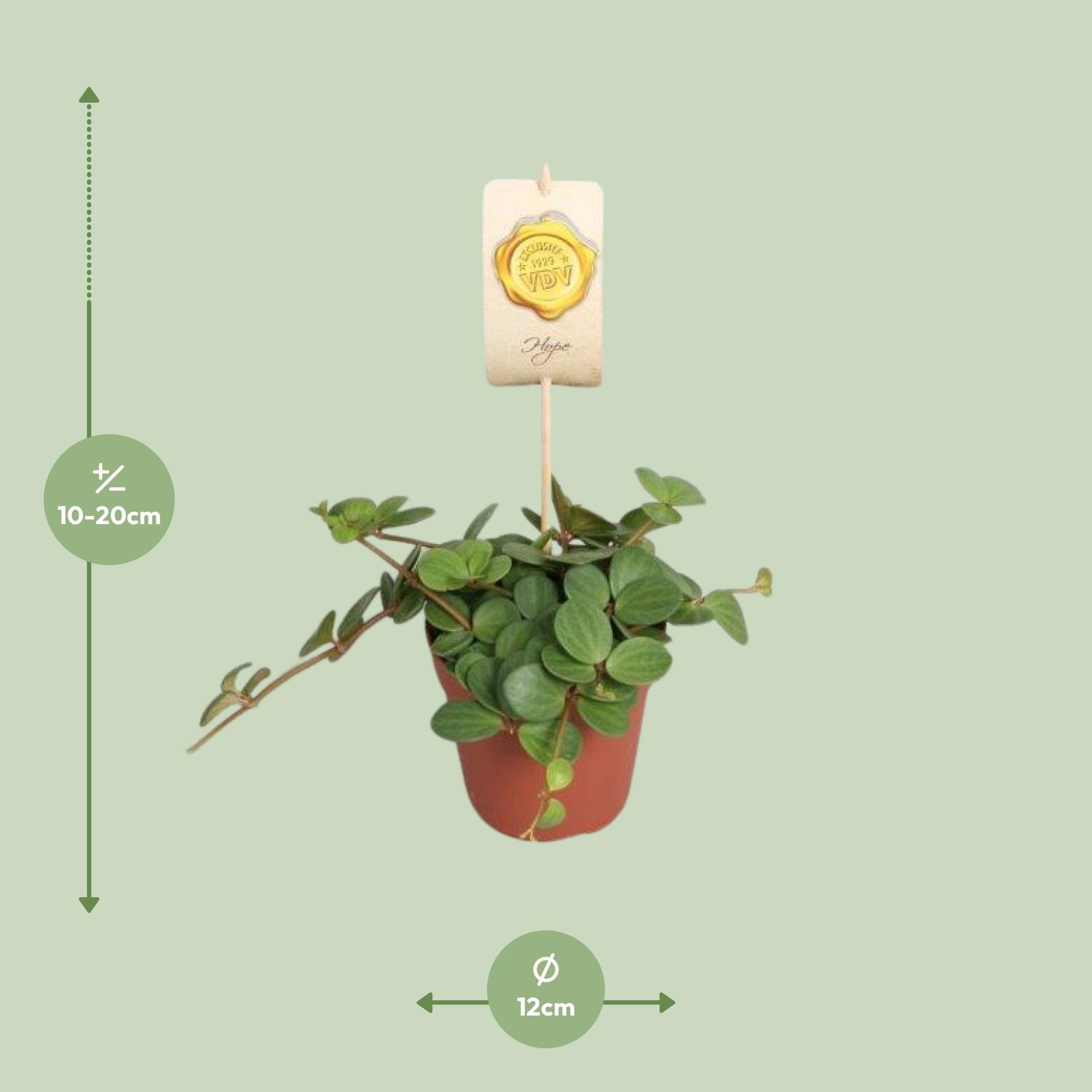 Peperomia Hope (9557)