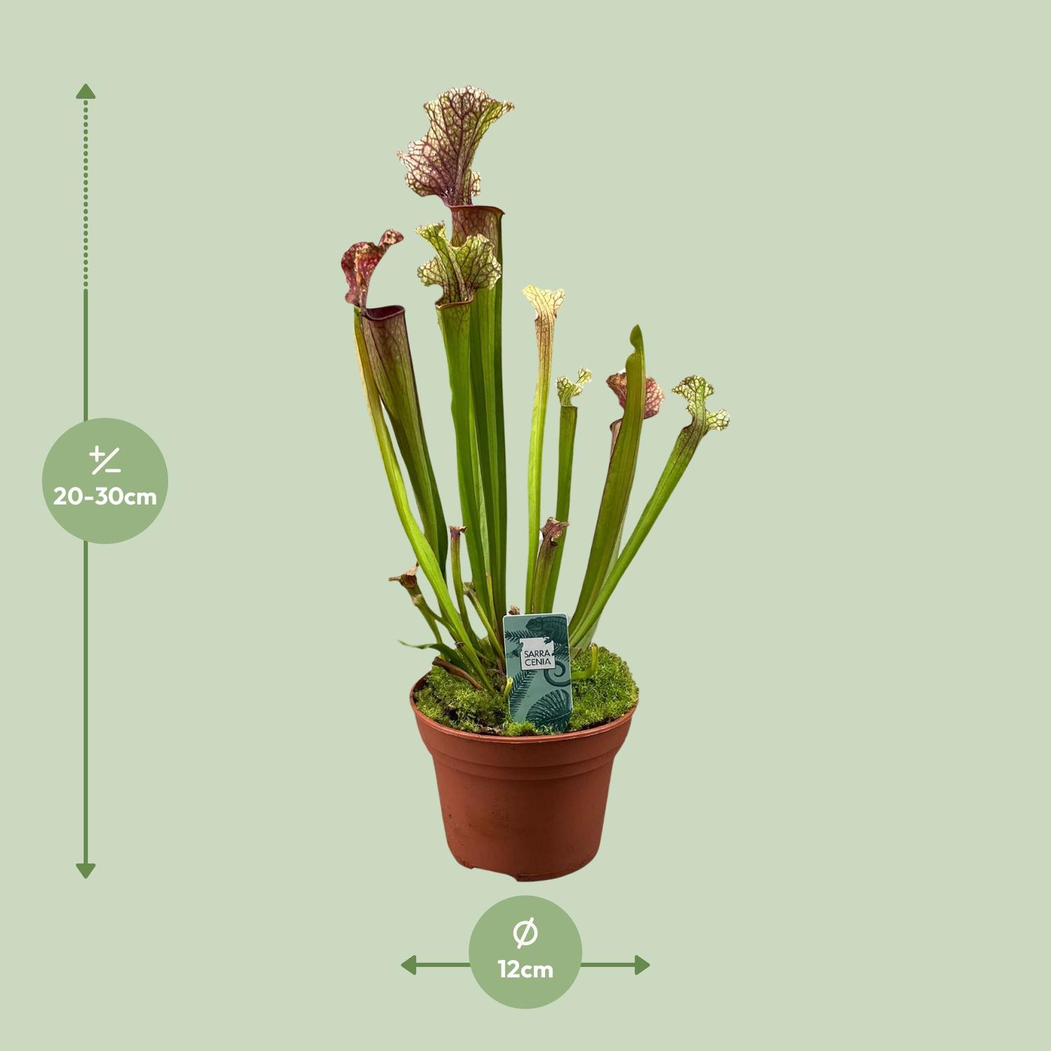 Sarracenia Judith Hindle (16150)