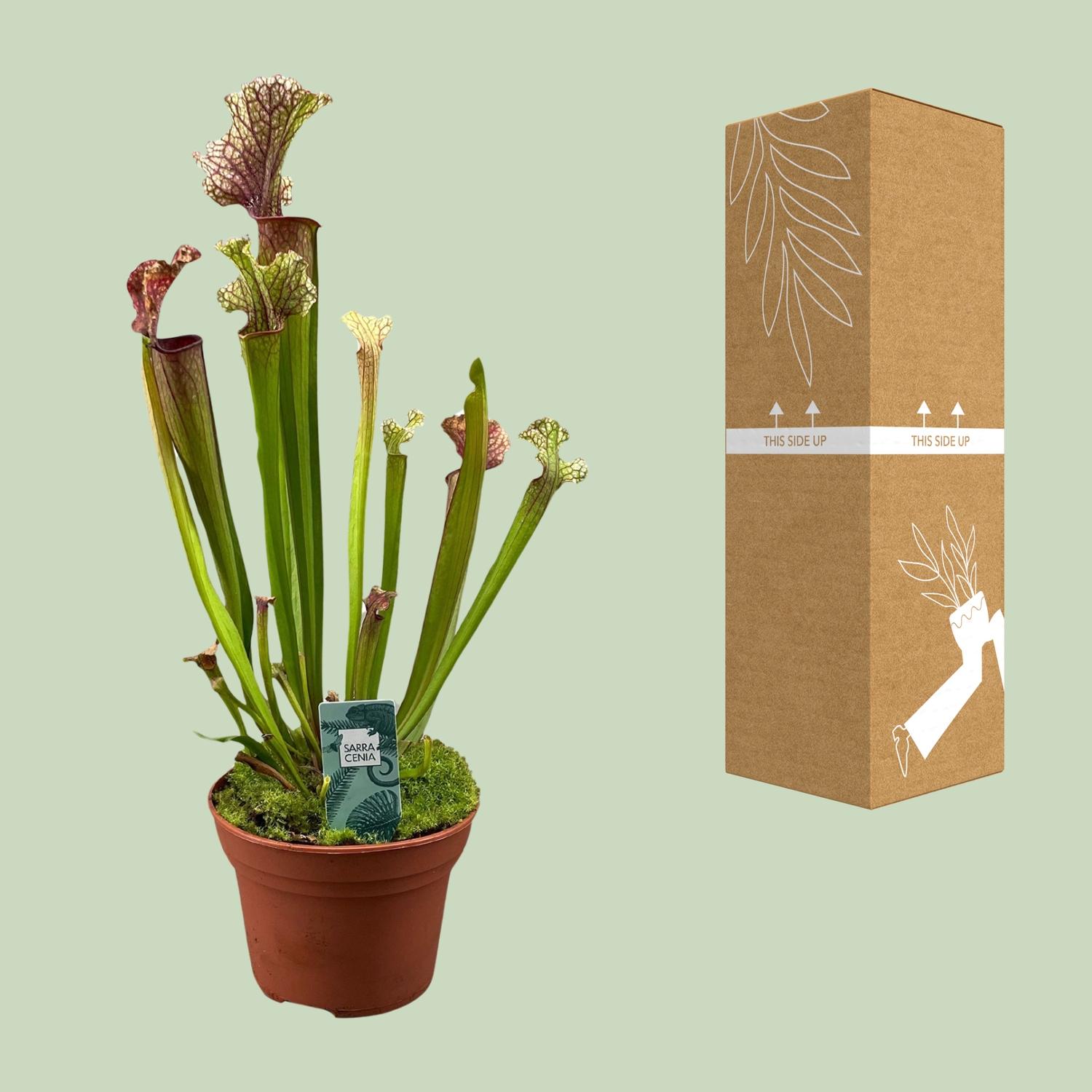 Sarracenia Judith Hindle (16150)