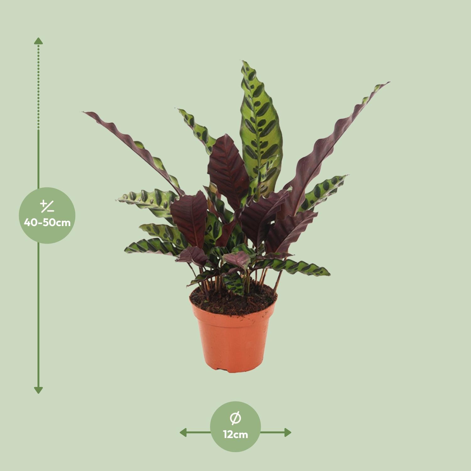 Calathea Insignis (18276)