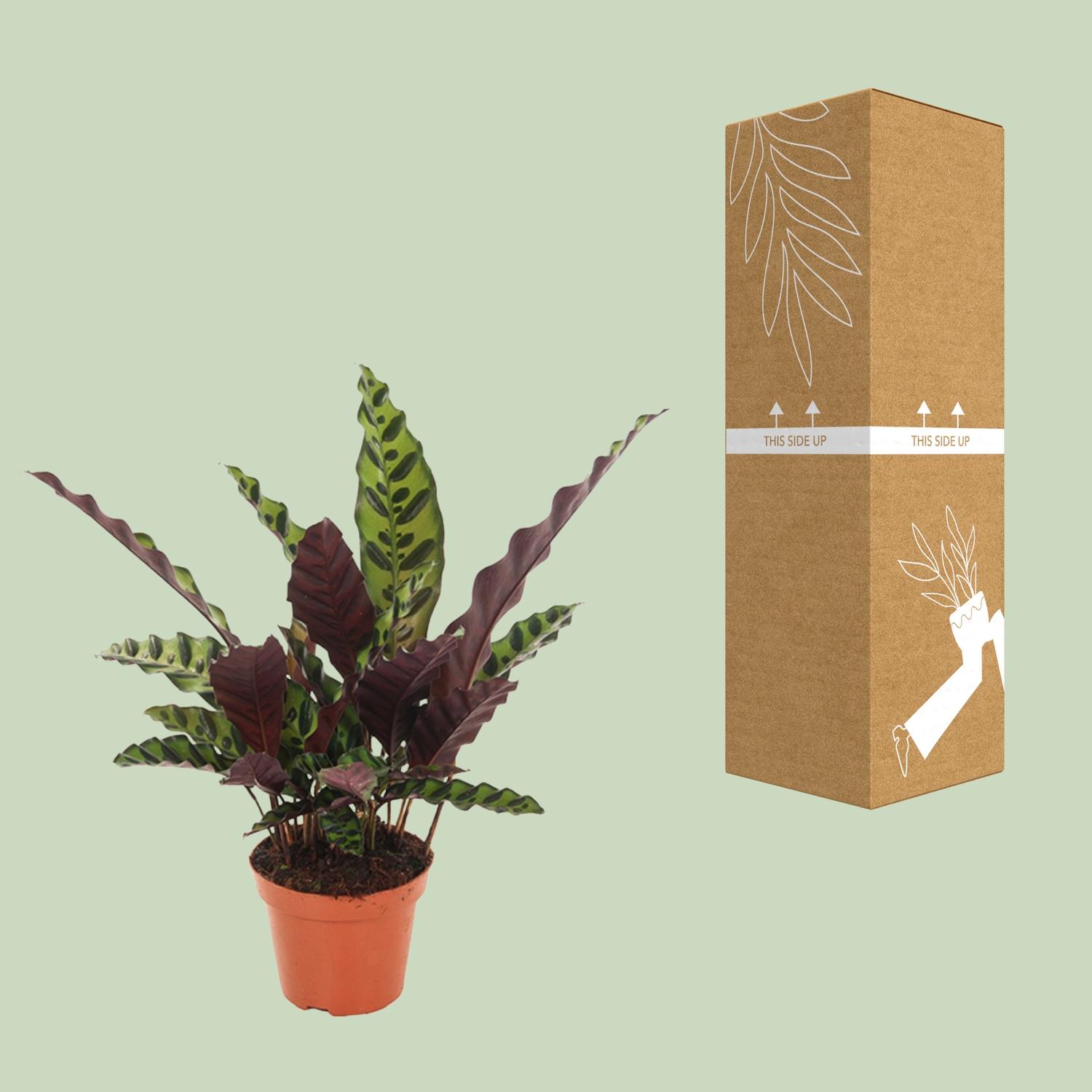 Calathea Insignis (18276)