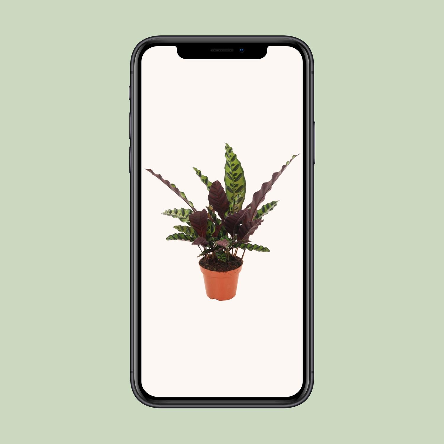 Calathea Insignis (18276)