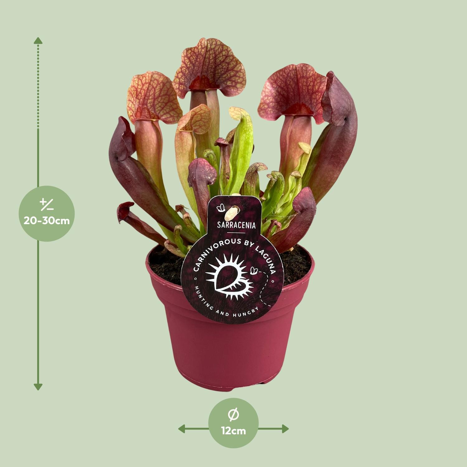 Sarracenia Catesbaei (13908)