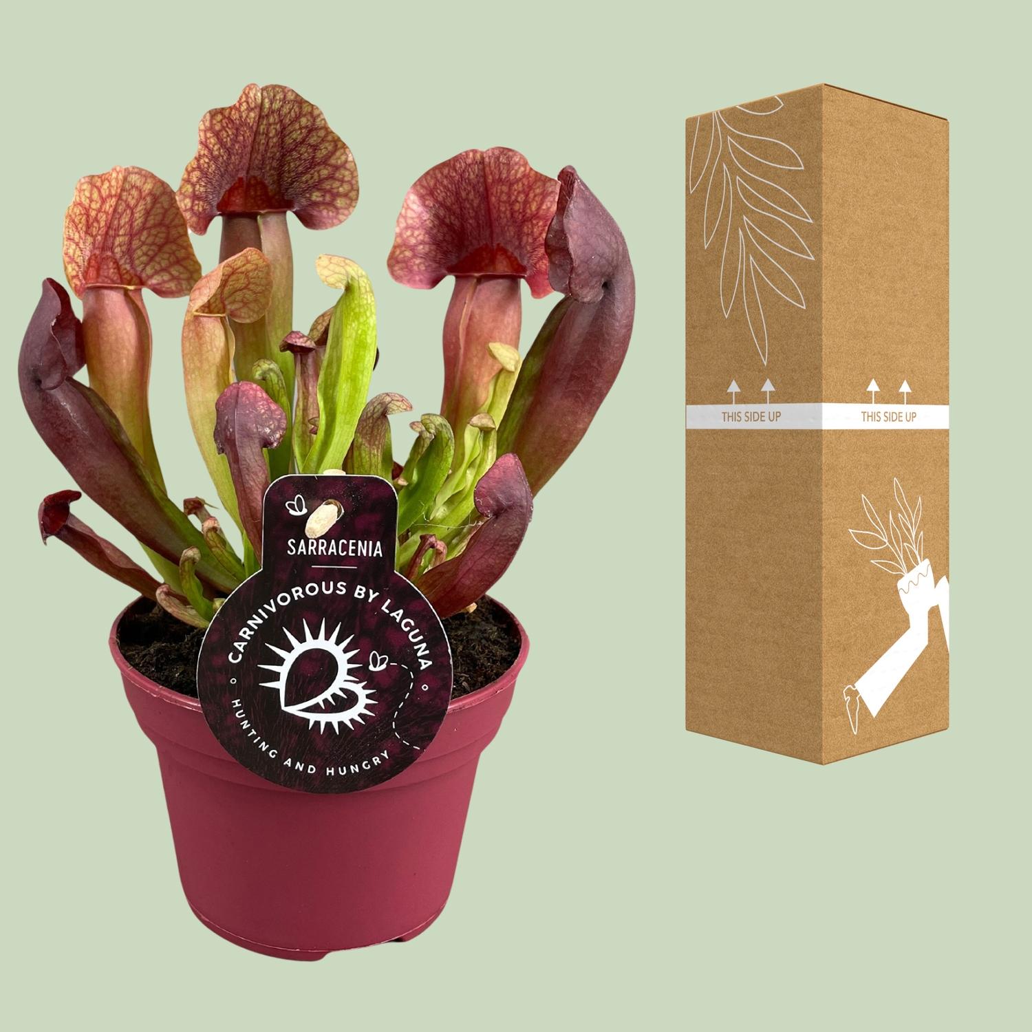 Sarracenia Catesbaei (13908)