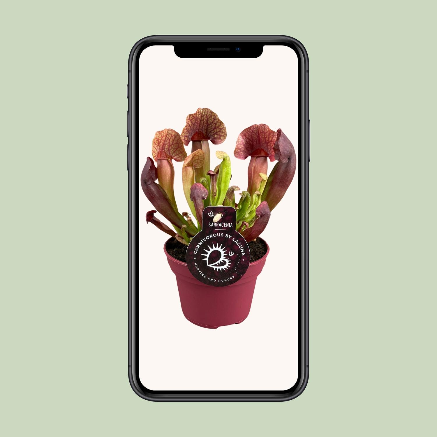 Sarracenia Catesbaei (13908)