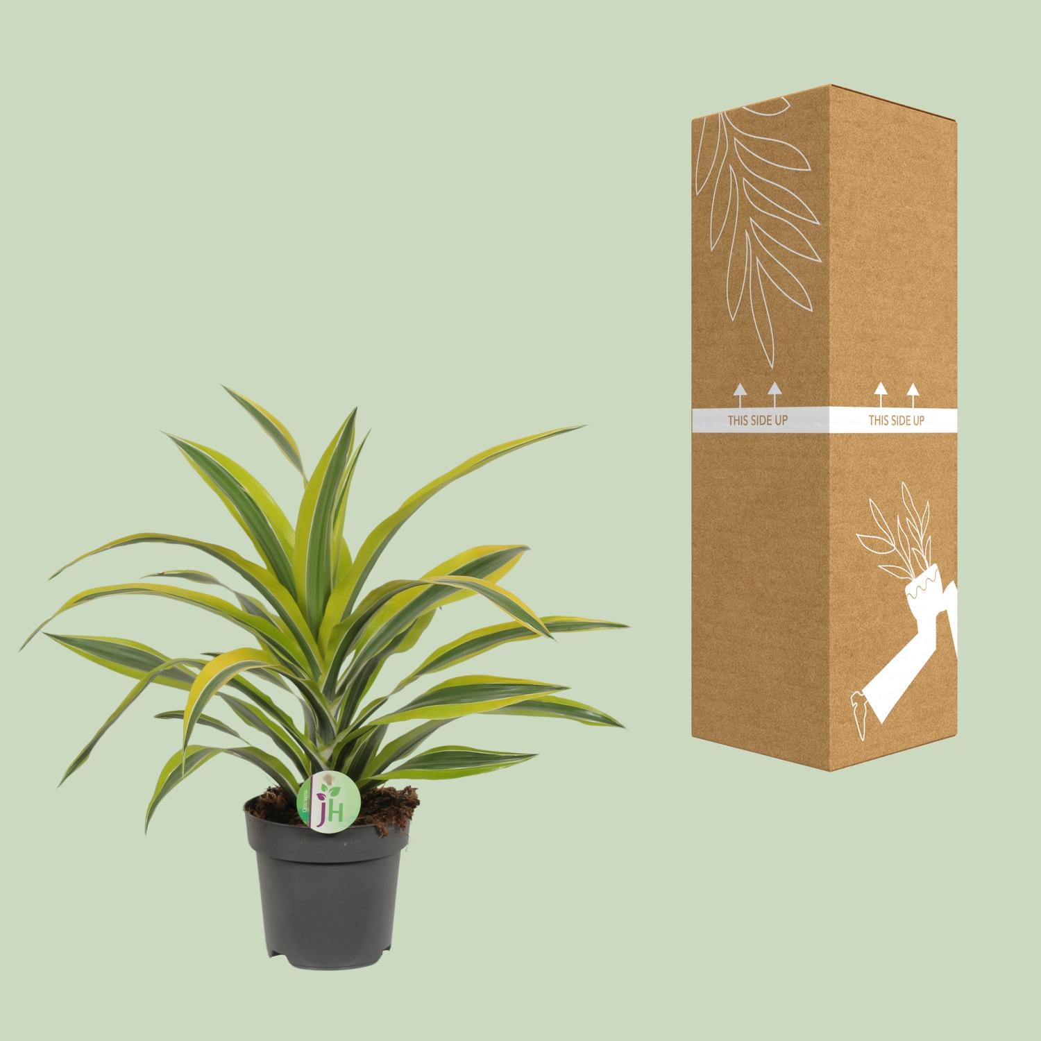 Dracaena Fragrans Lemon Lime (8720634284400)