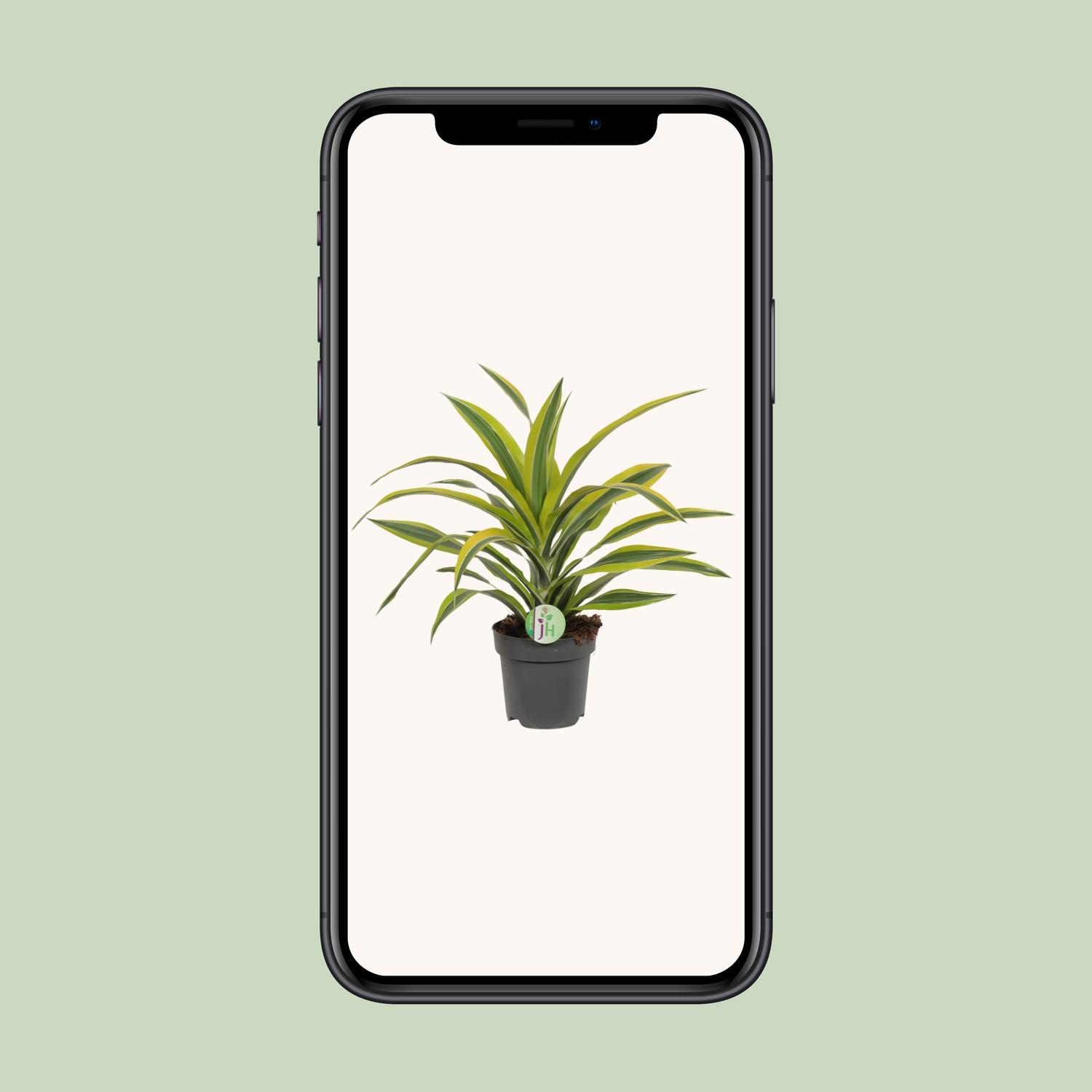 Dracaena Fragrans Lemon Lime (8720634284400)