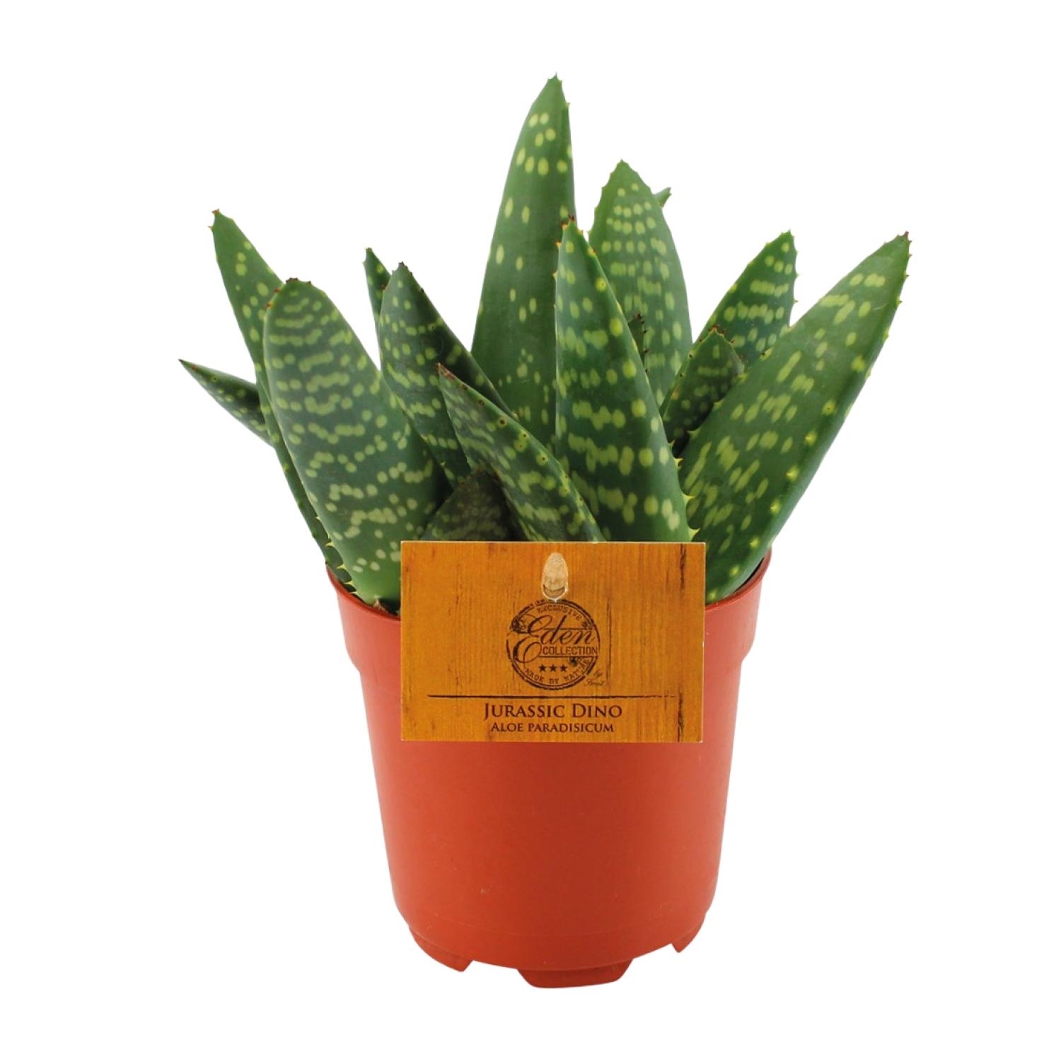 Aloe Paradisicum - Ø10,5 ↕15 (12854)