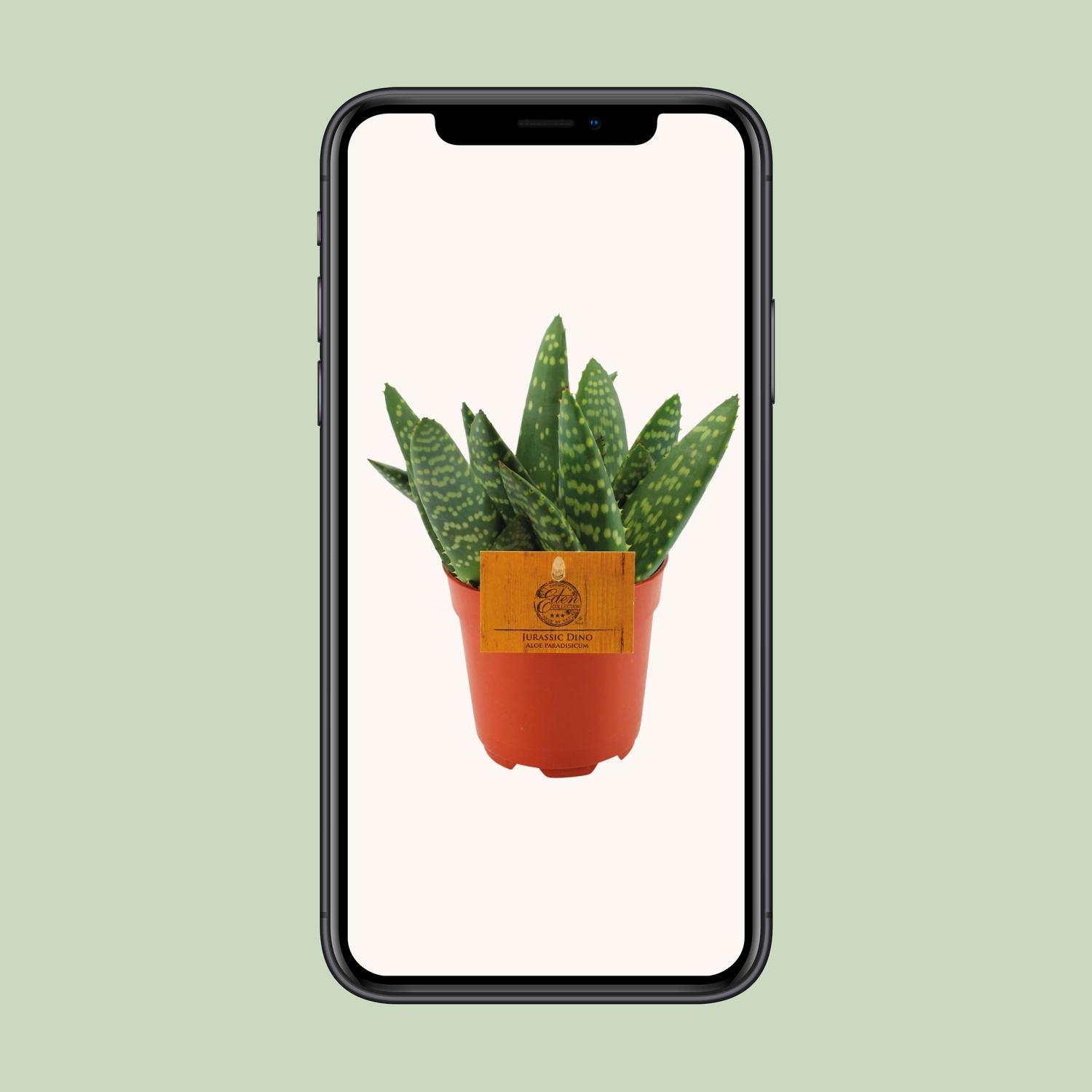 Aloe Paradisicum - Ø10,5 ↕15 (12854)