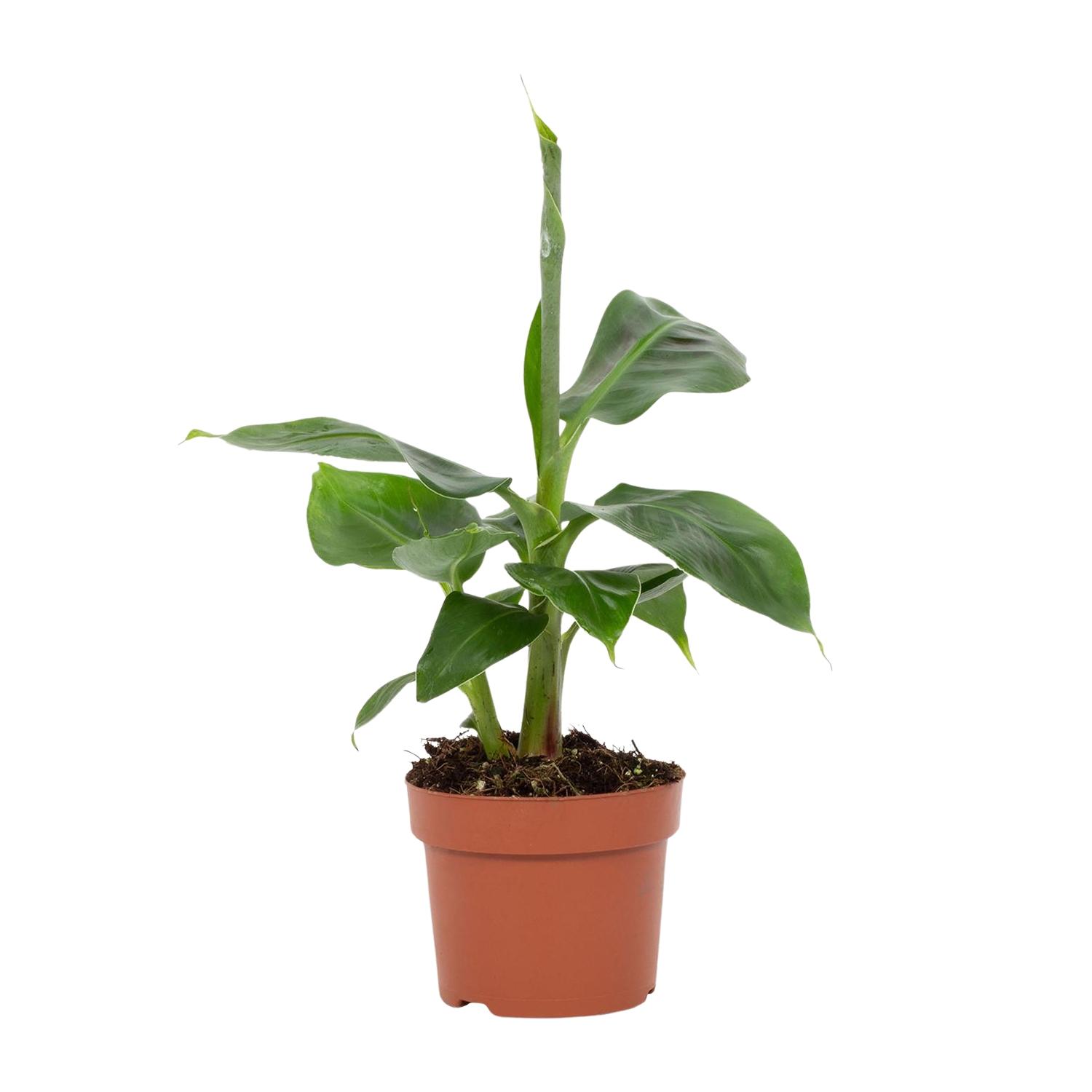 Musa Tropicana 12cm (28790)