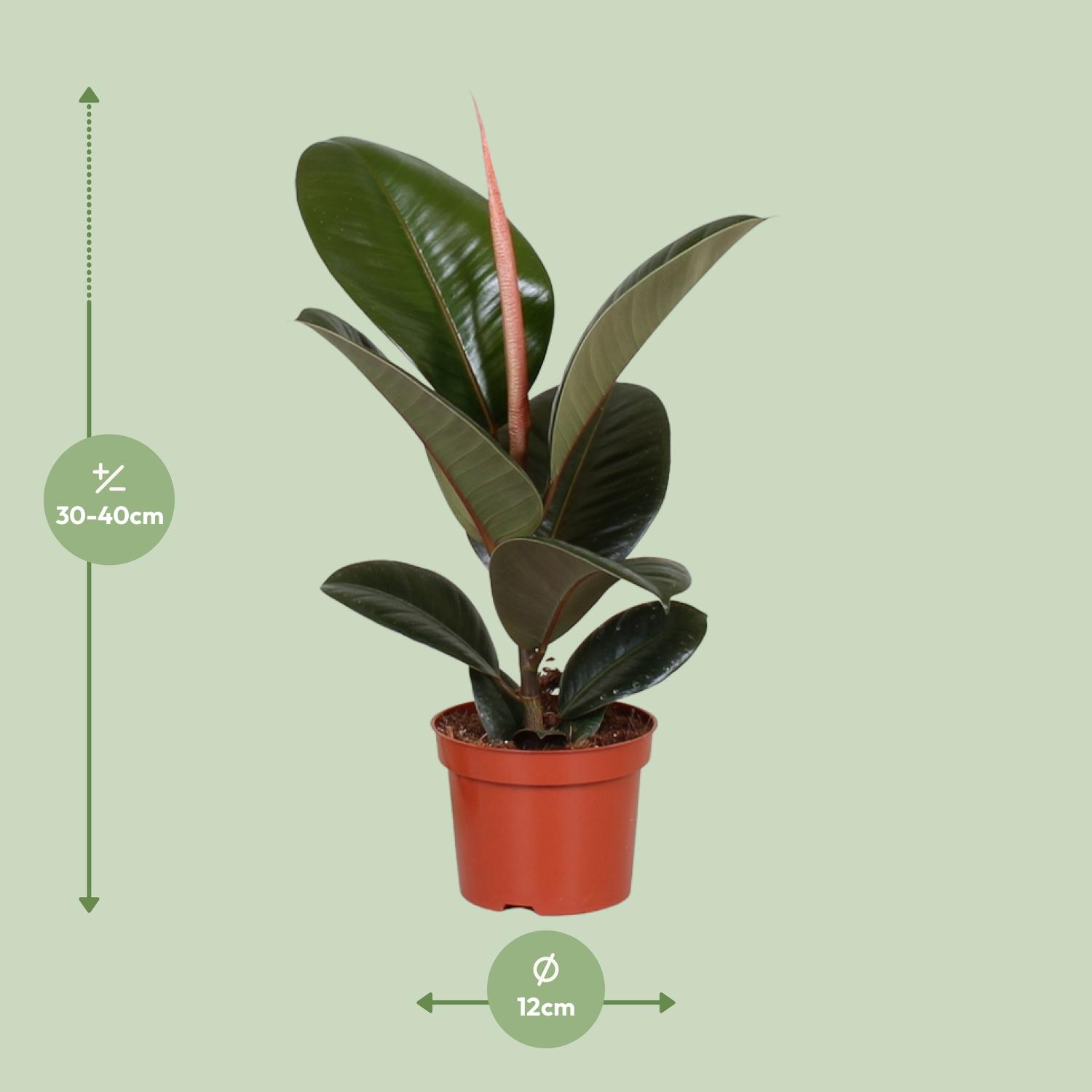 Ficus Elastica Robusta (9625)
