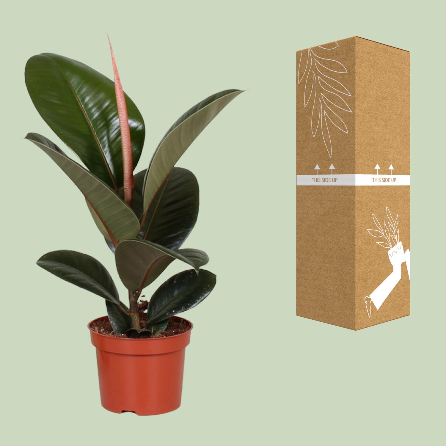 Ficus Elastica Robusta (9625)