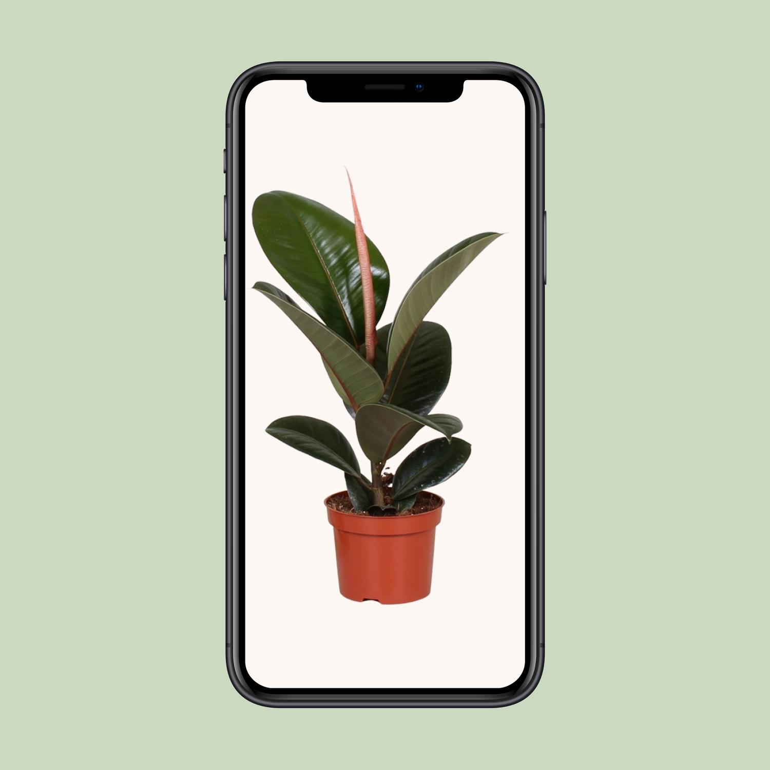 Ficus Elastica Robusta (9625)