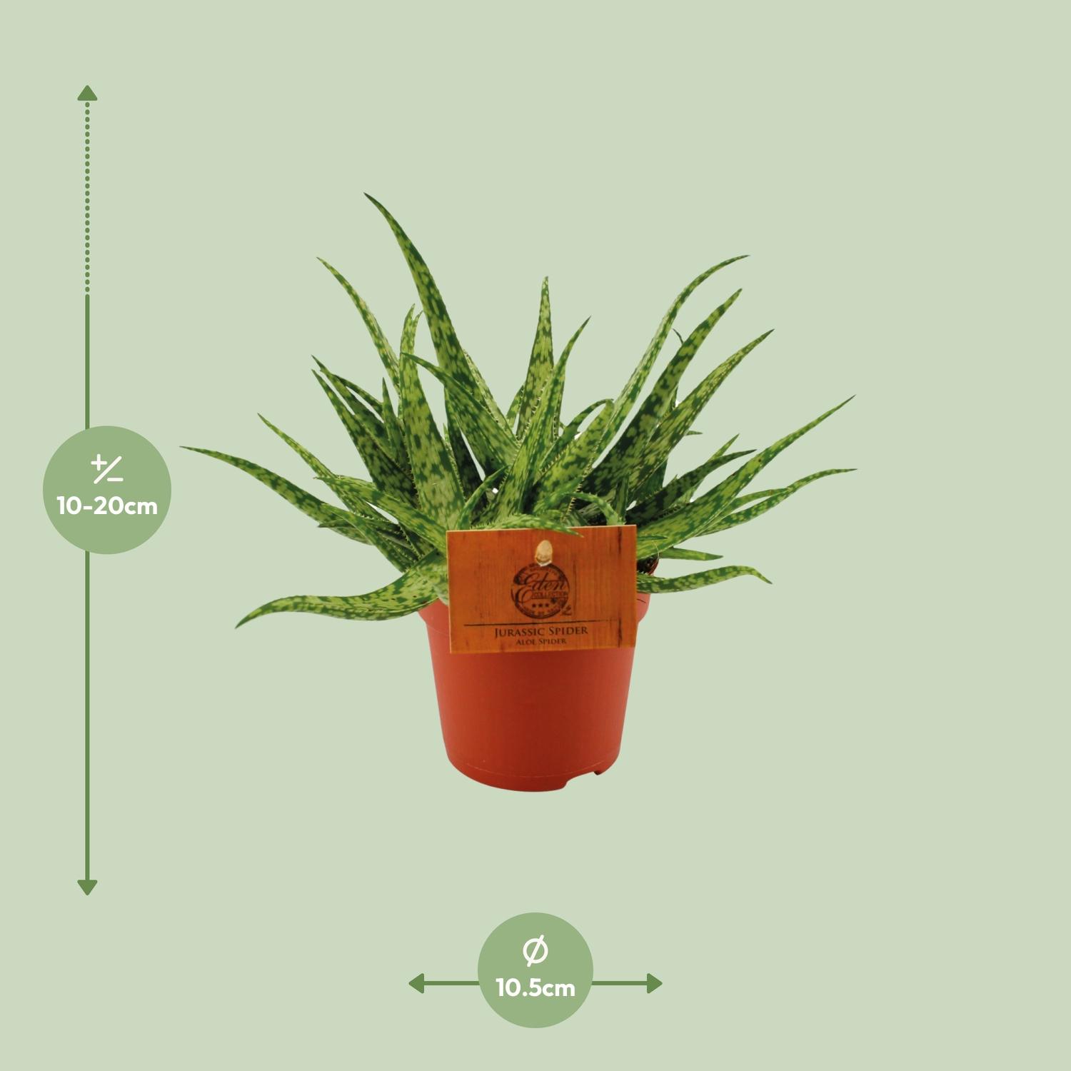 Aloe Spider - Ø10,5 ↕15 (12818)