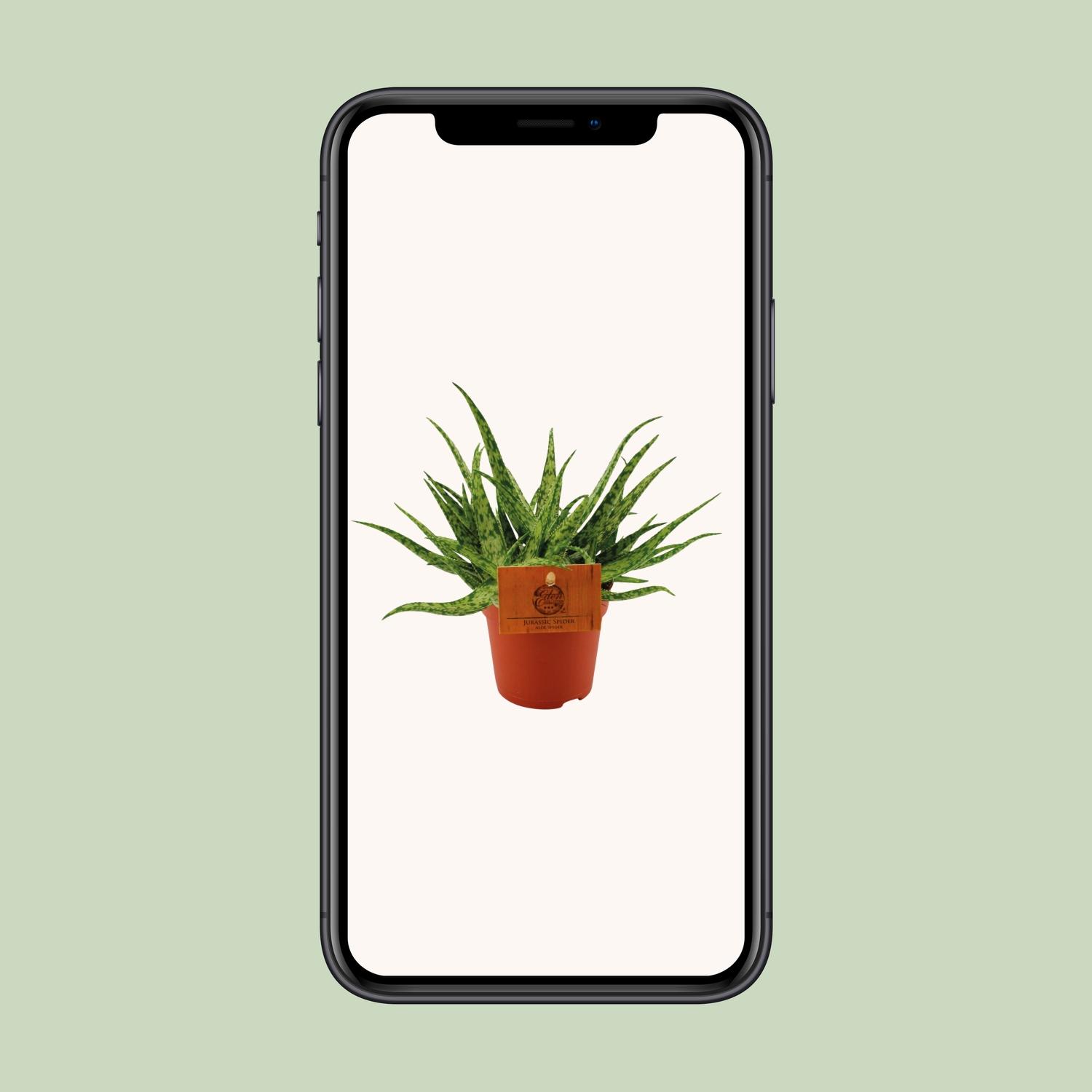 Aloe Spider - Ø10,5 ↕15 (12818)
