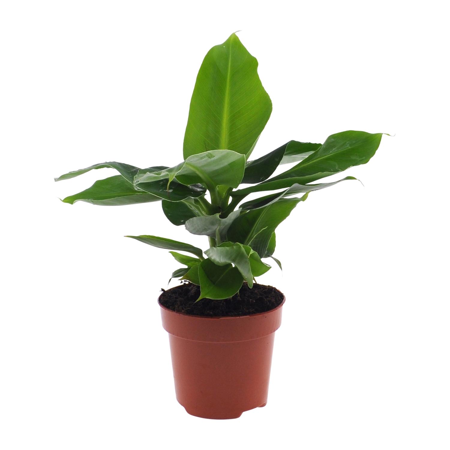Musa Oriental Dwarf (8720634287364)