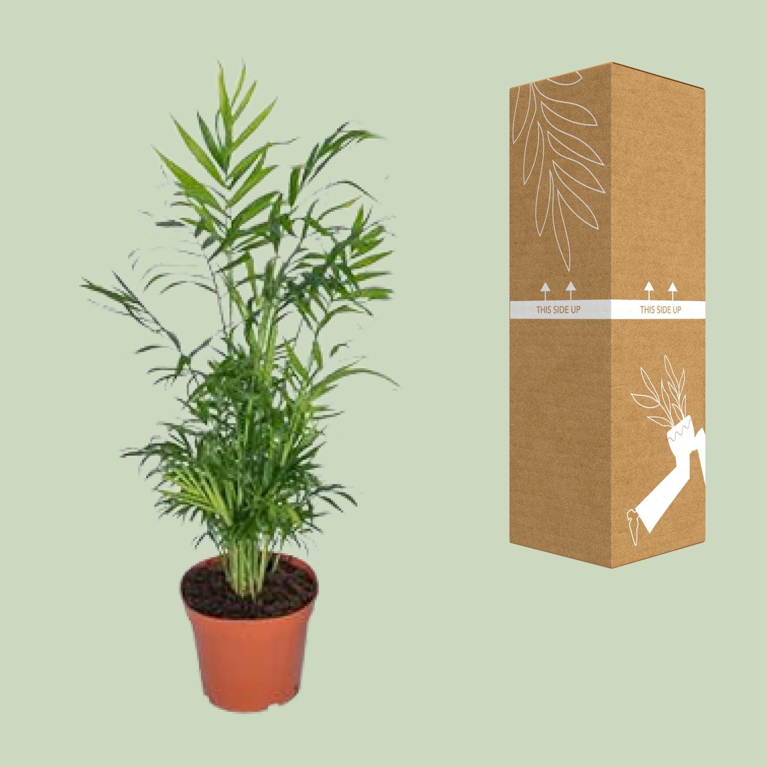 Chamaedorea Elegans - Mexicaanse Bergpalm (8720634284288)
