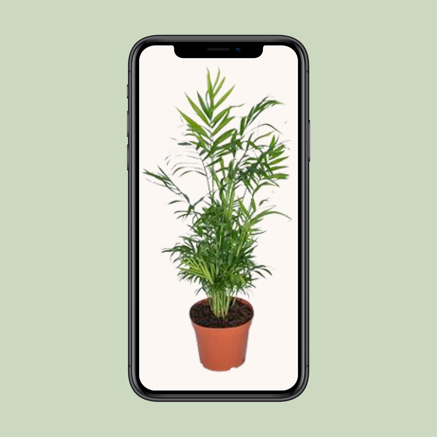 Chamaedorea Elegans - Mexicaanse Bergpalm (8720634284288)