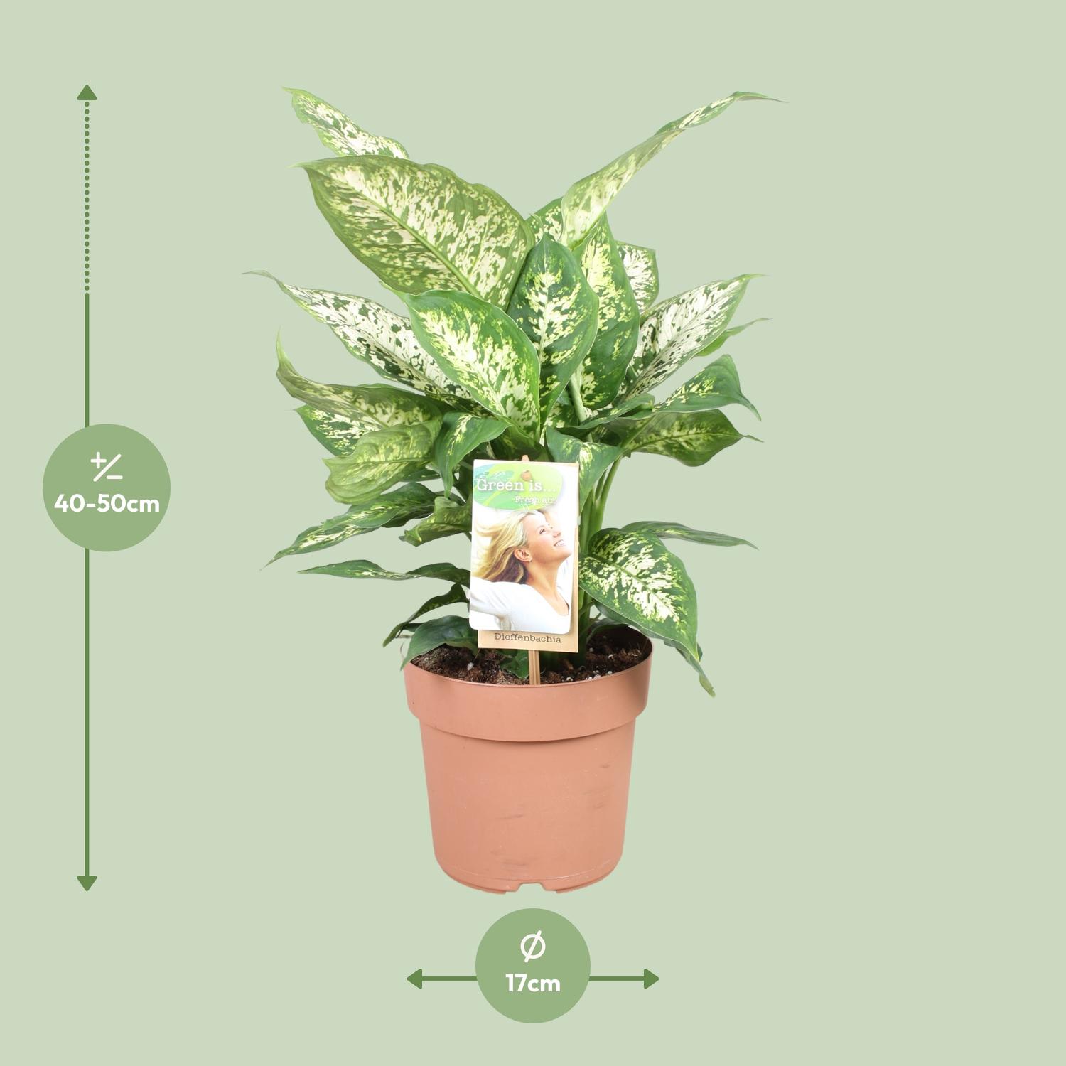 Dieffenbachia Compacta (9693)