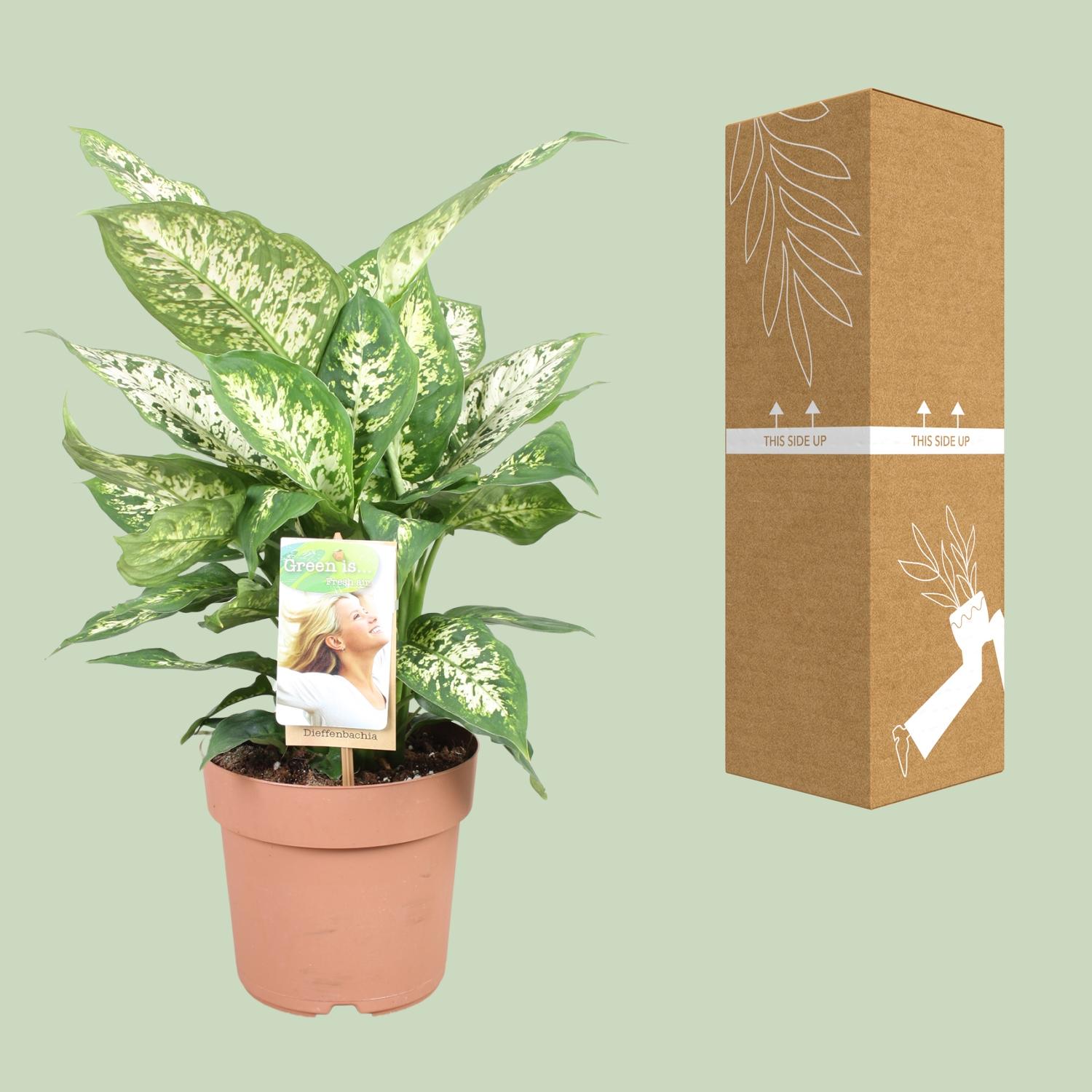 Dieffenbachia Compacta (9693)
