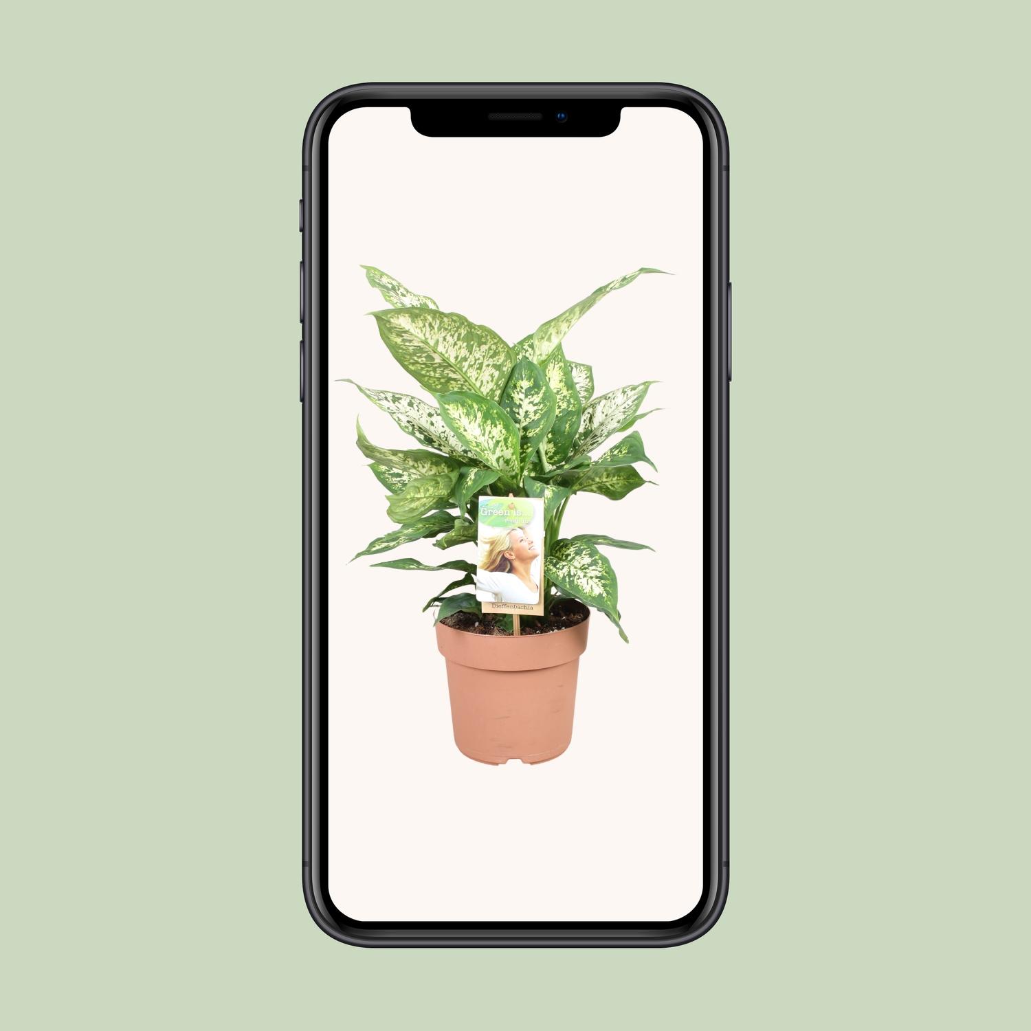 Dieffenbachia Compacta (9693)