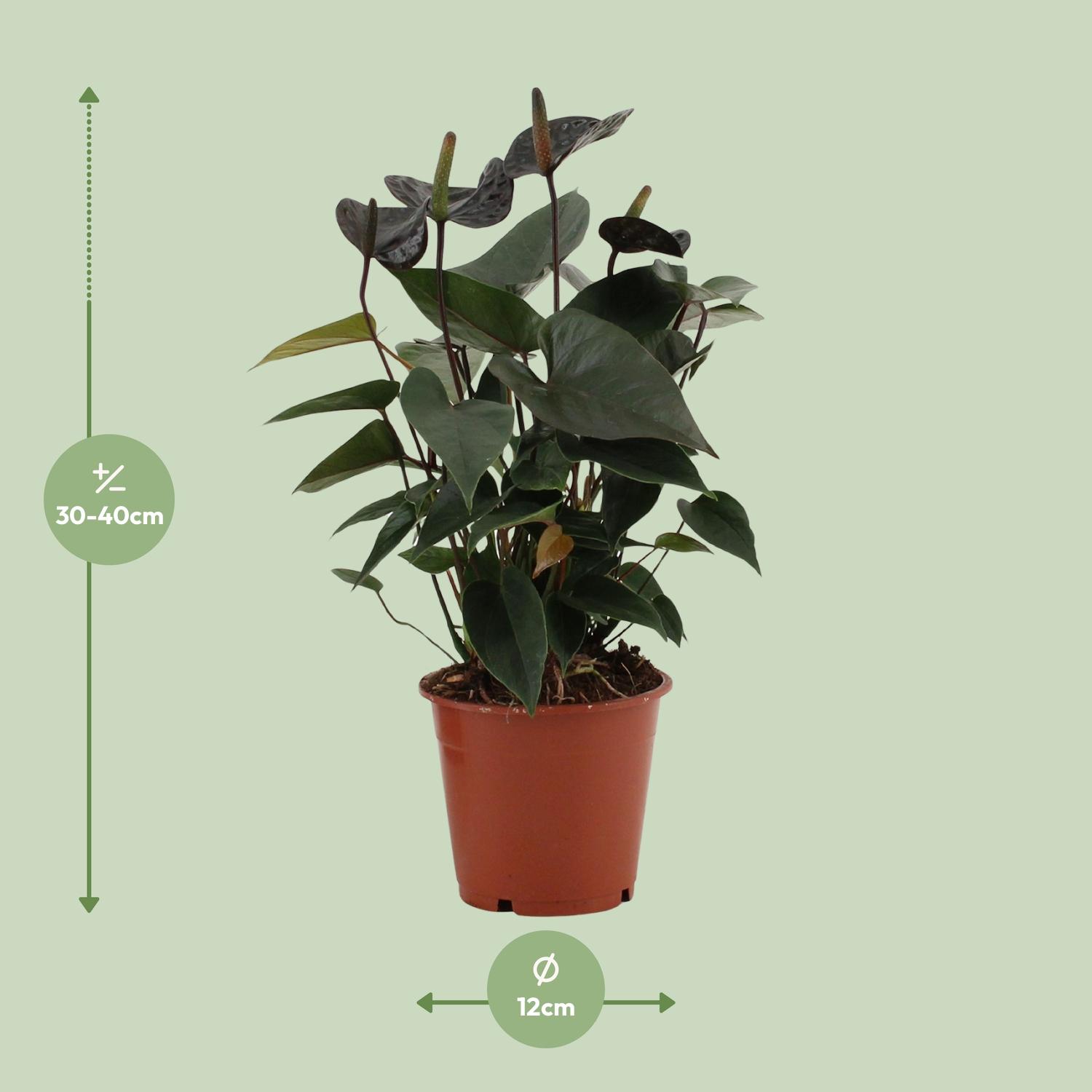 Anthurium Black Love In Transparant Sleeve (28824)