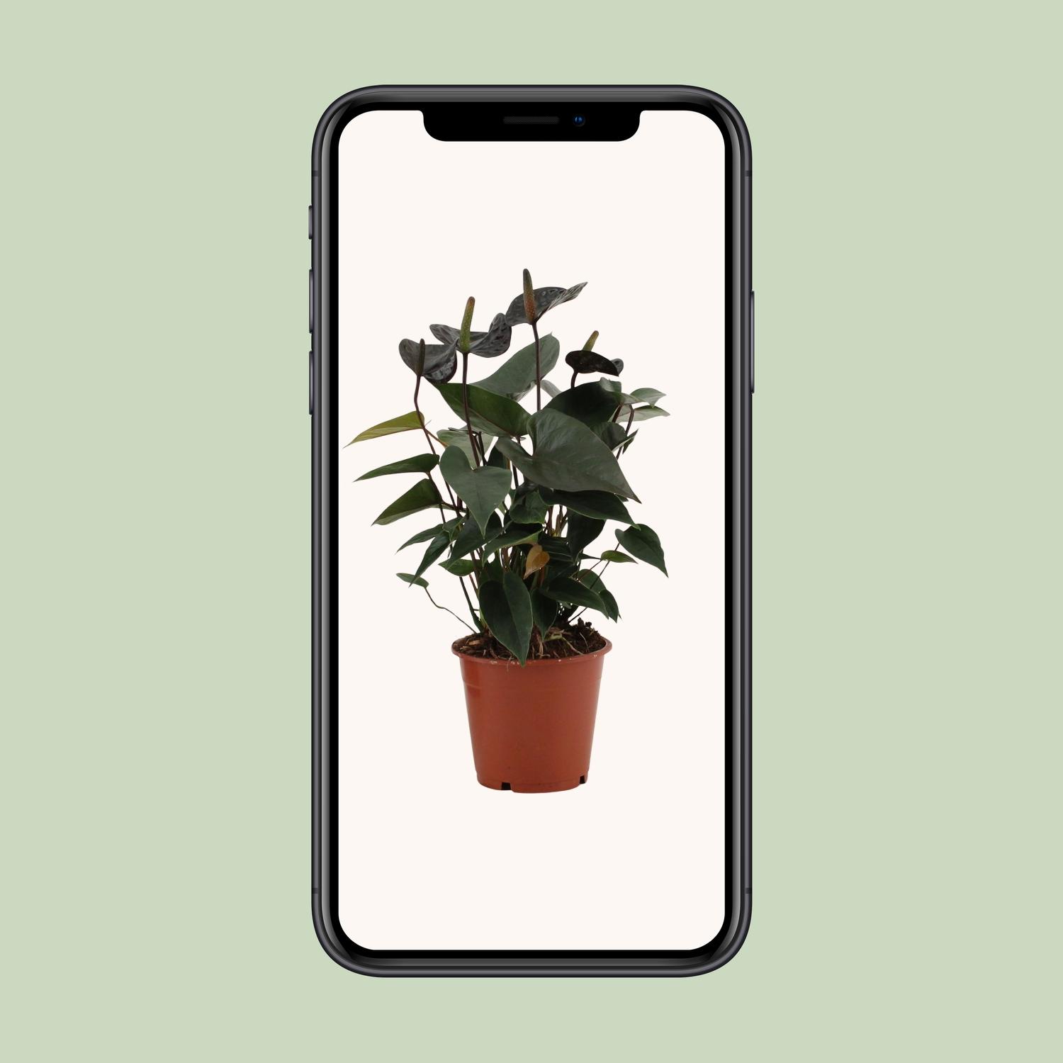 Anthurium Black Love In Transparant Sleeve (28824)