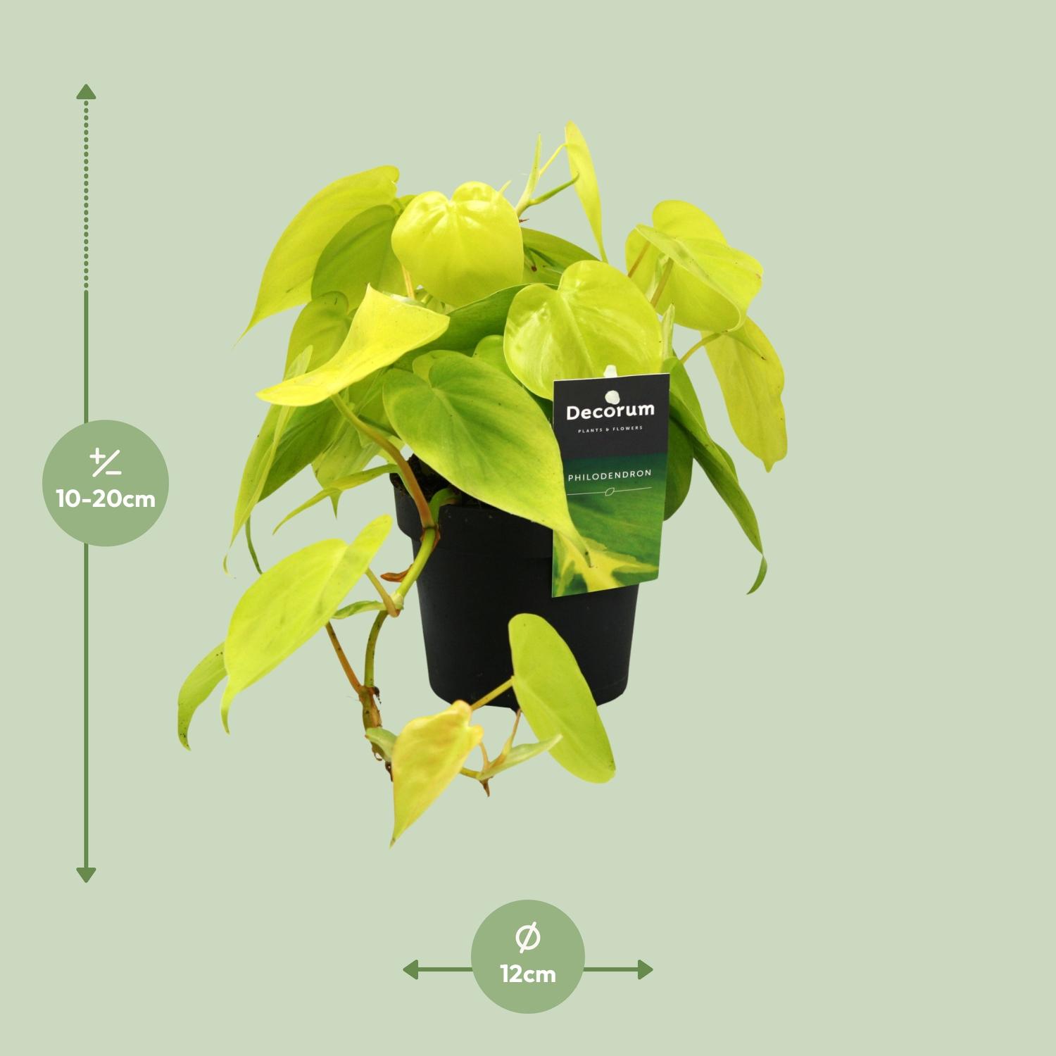 Philodendron Lime (12462)