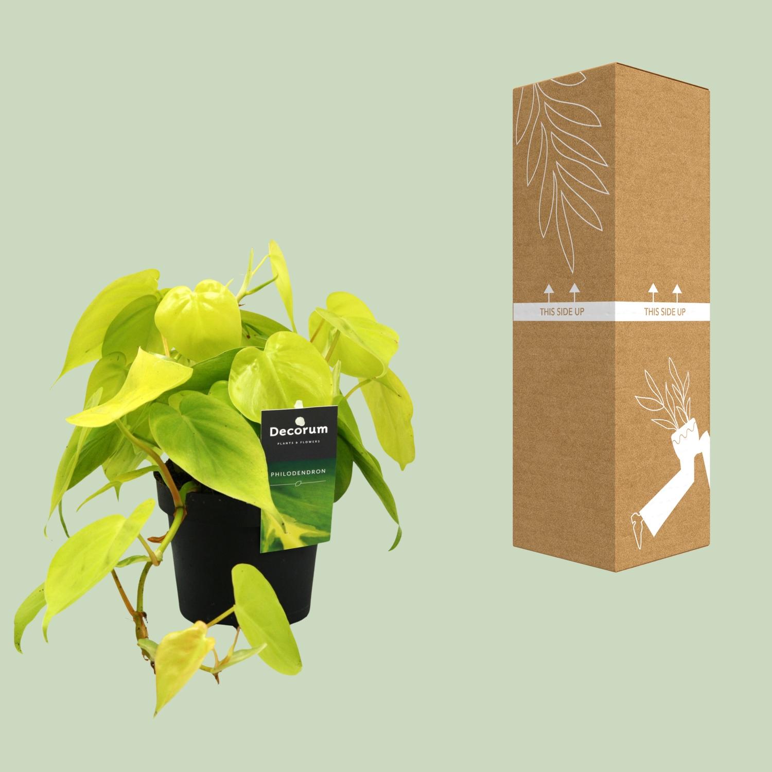 Philodendron Lime (12462)