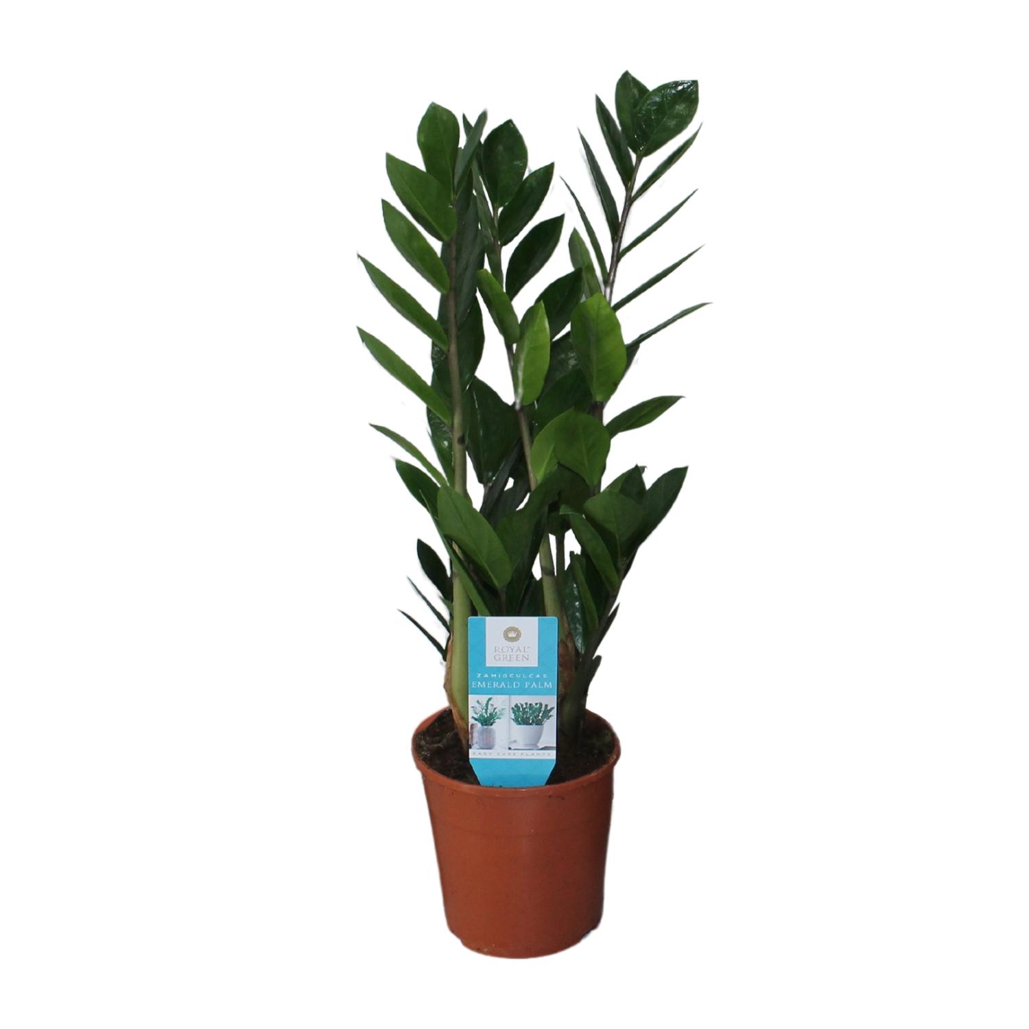 Zamioculcas Zamiifolia (16400)