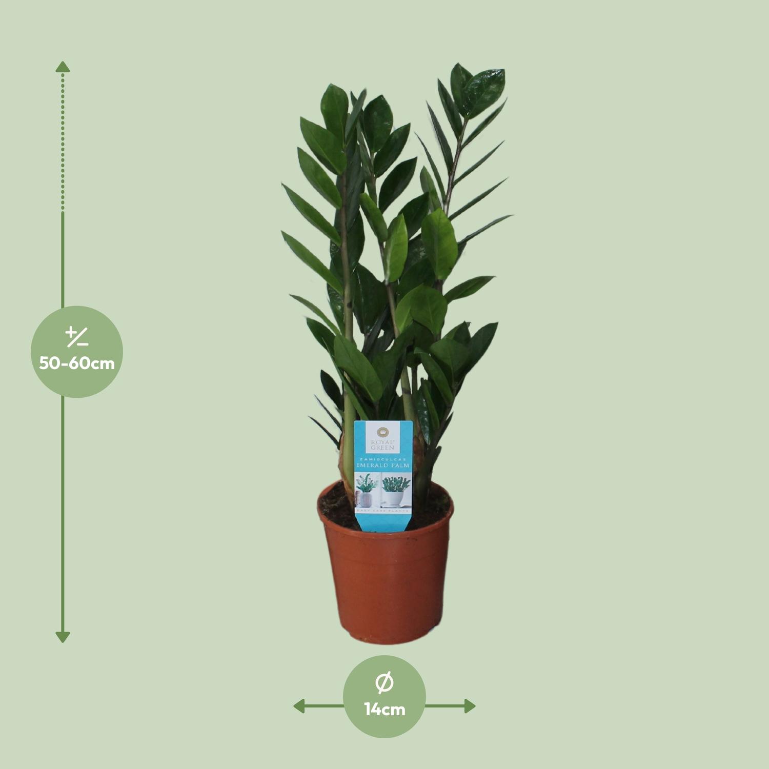 Zamioculcas Zamiifolia (16400)